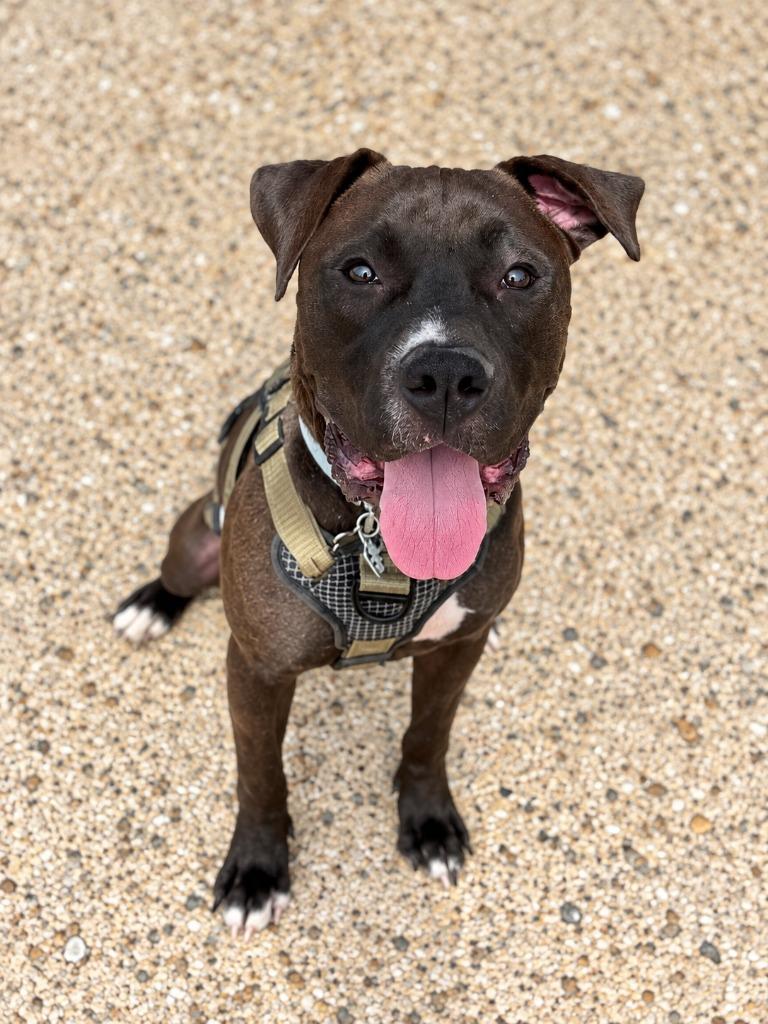 Tank, Adoptable, Puppy Male Staffordshire Bull Terrier.