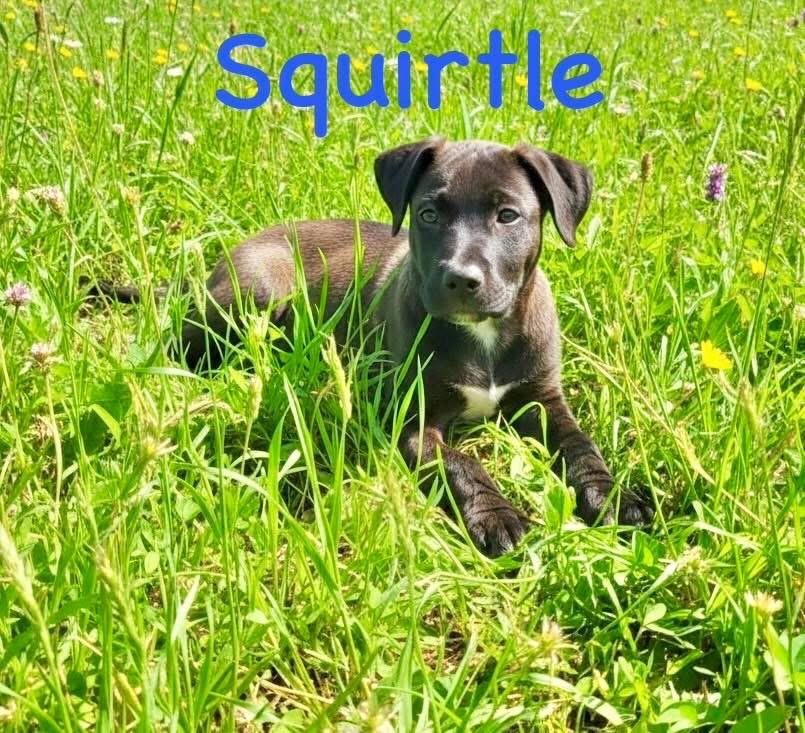 Squirtle, adopted, Puppy Male Terrier.