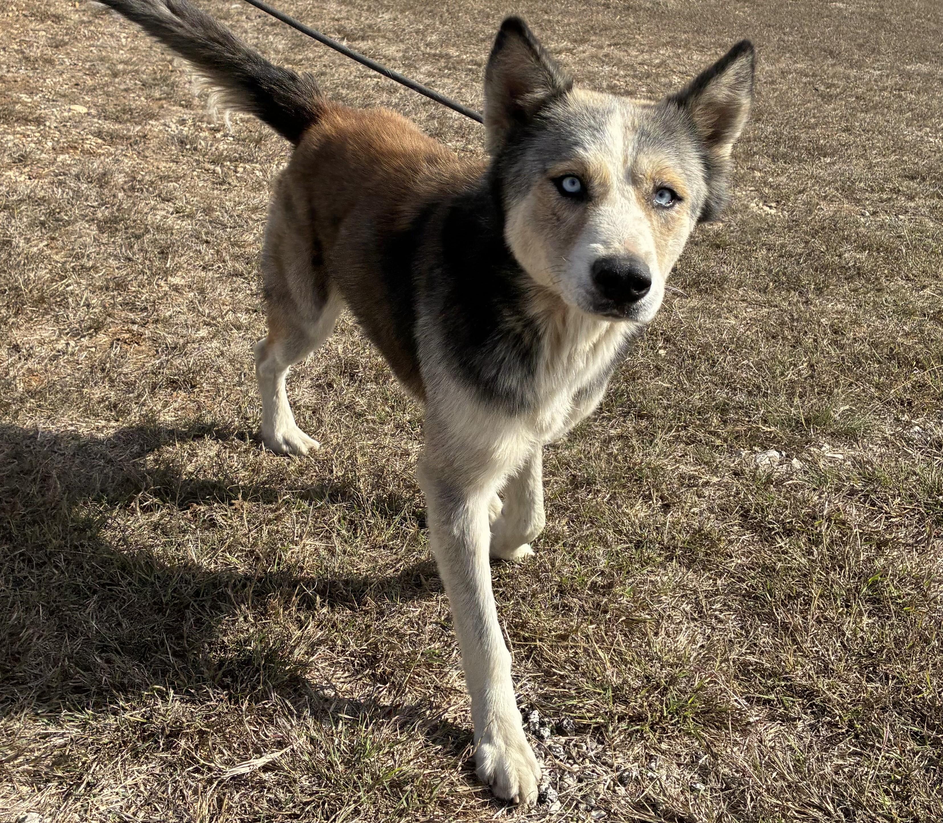 Rally, a Adoptable mixed breed in Little Rock, AR image 5/6