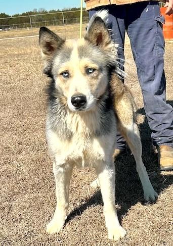 Rally, a Adoptable mixed breed in Little Rock, AR image 1/6
