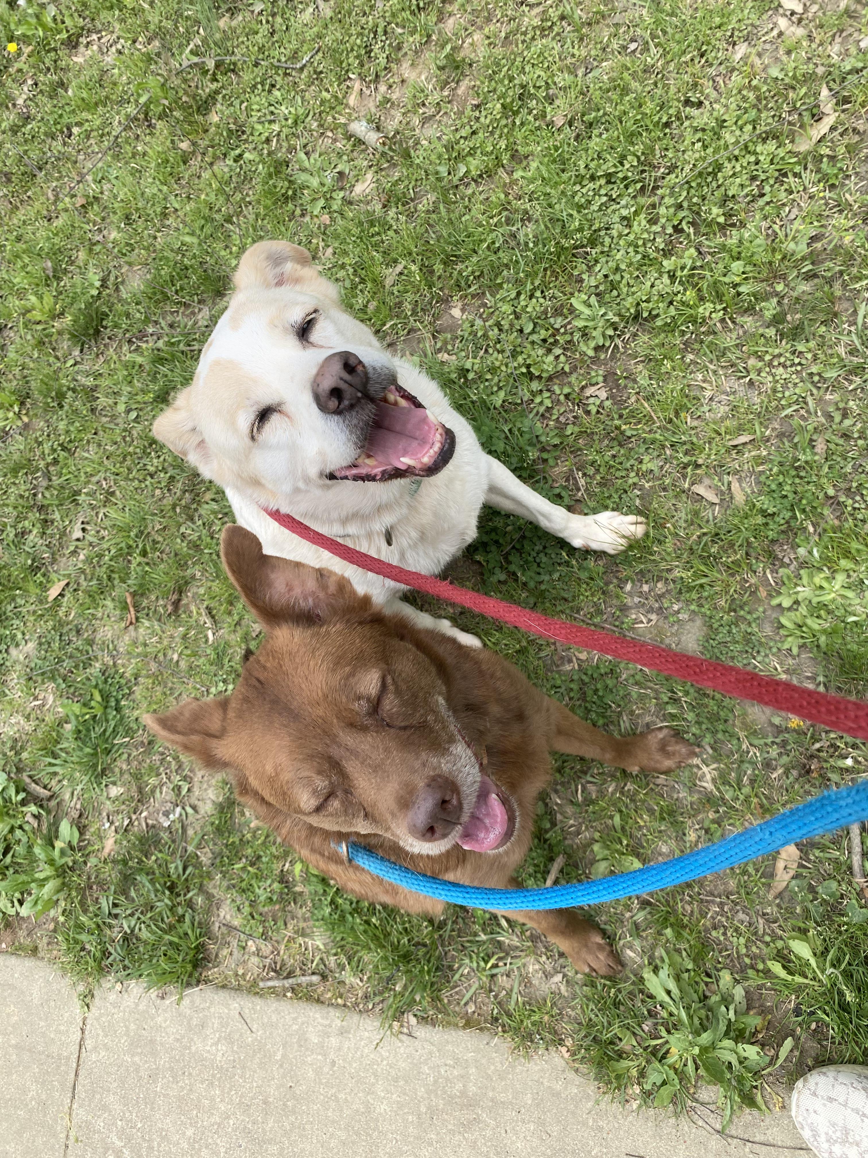 Dean, a ADOPTABLE mixed breed in Marietta, GA image 5/6