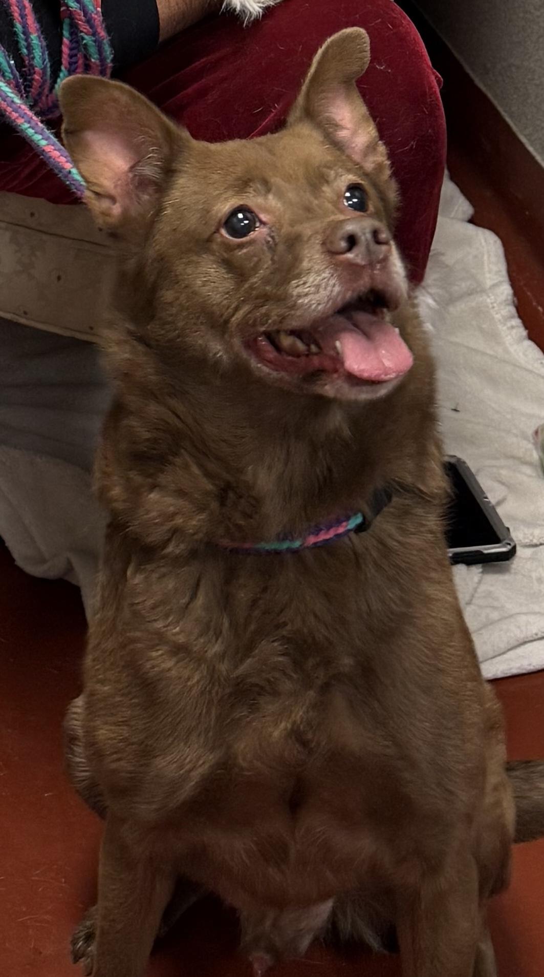 Enlarge Dean, a ADOPTABLE mixed breed in Marietta, GA image 1/2