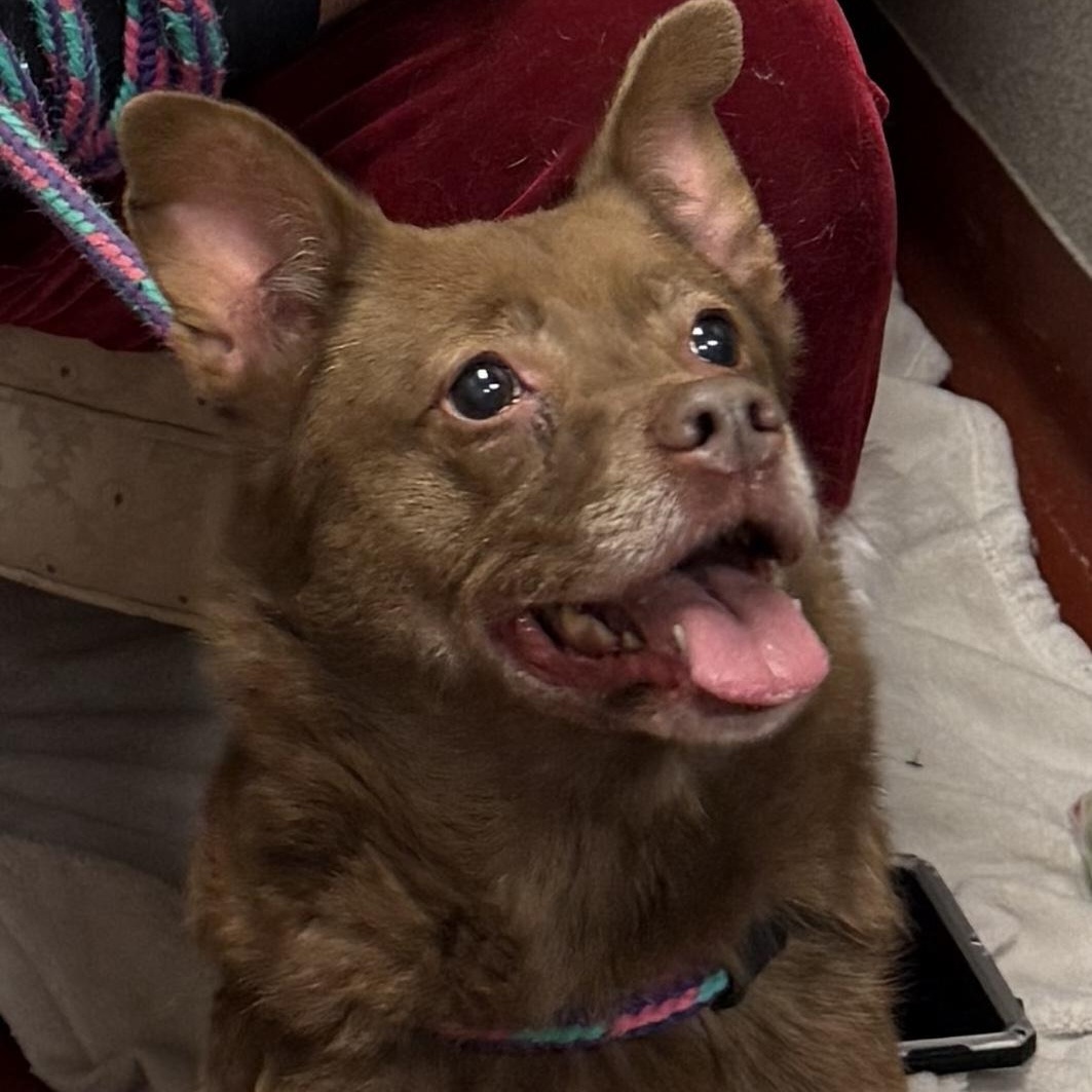 Enlarge Dean, a ADOPTABLE mixed breed in Marietta, GA image 1/4