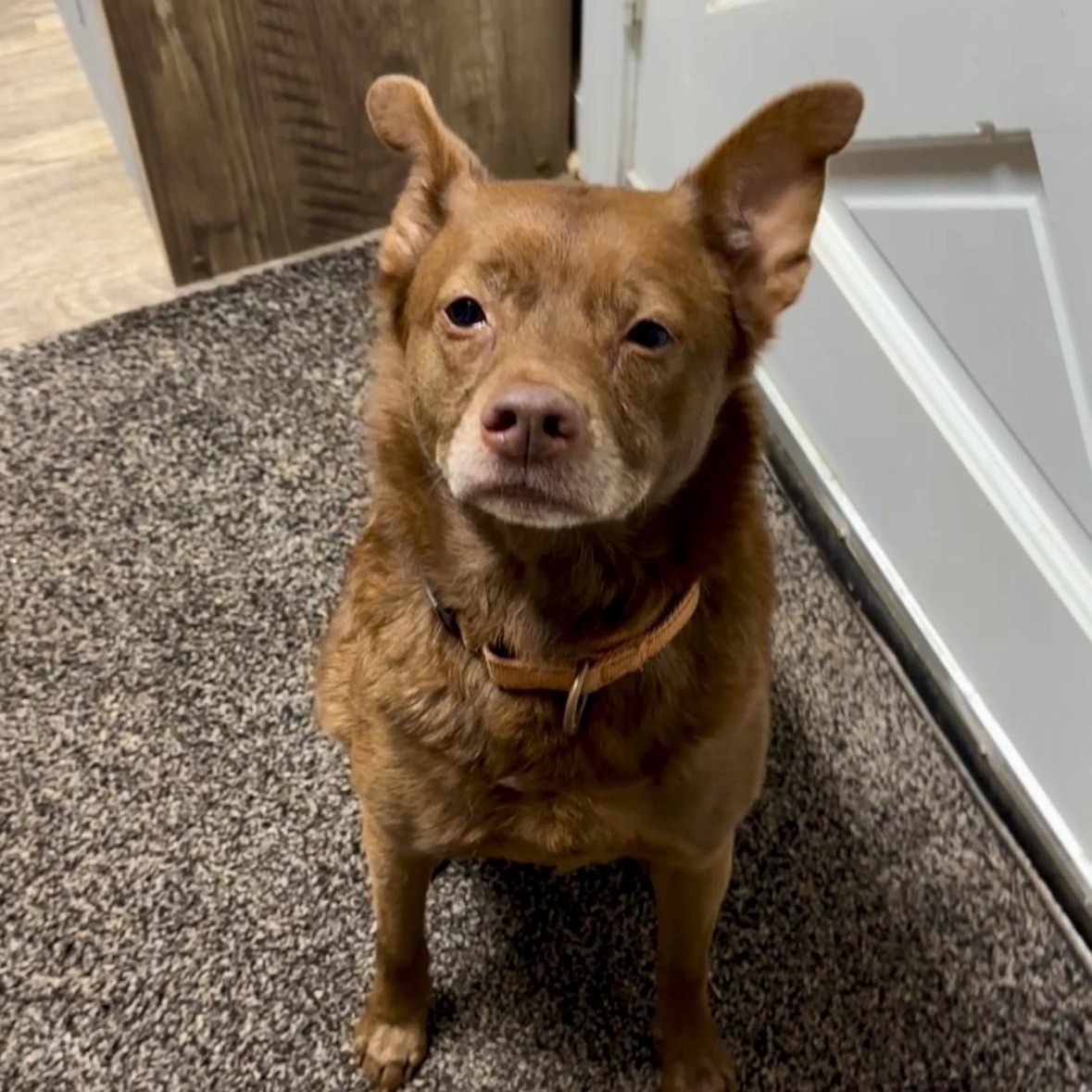 Enlarge Dean, a ADOPTABLE mixed breed in Marietta, GA image 3/4