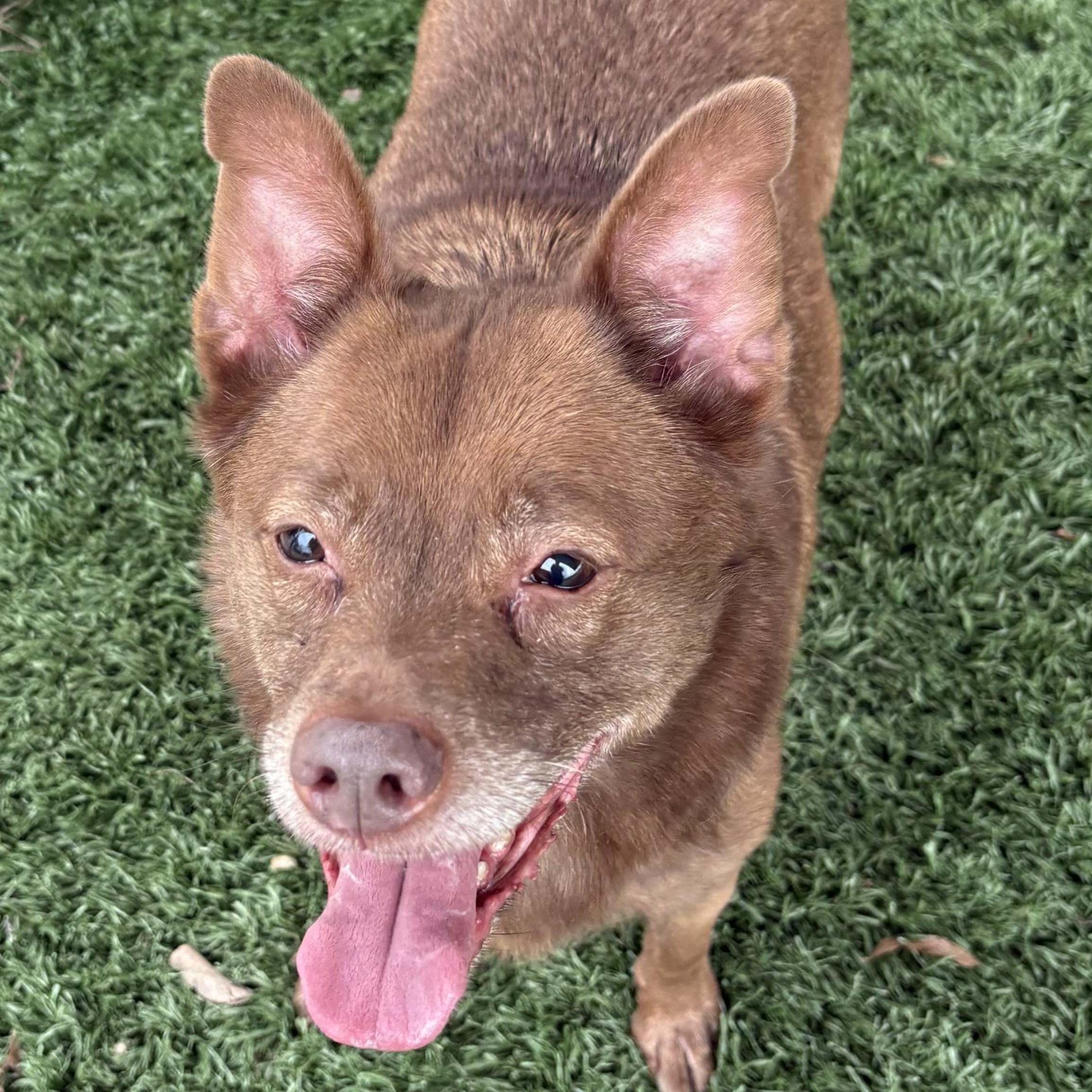 Enlarge Dean, a ADOPTABLE mixed breed in Marietta, GA image 2/4