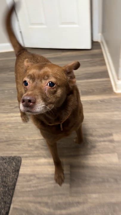 Enlarge Dean, a ADOPTABLE mixed breed in Marietta, GA video 4/4