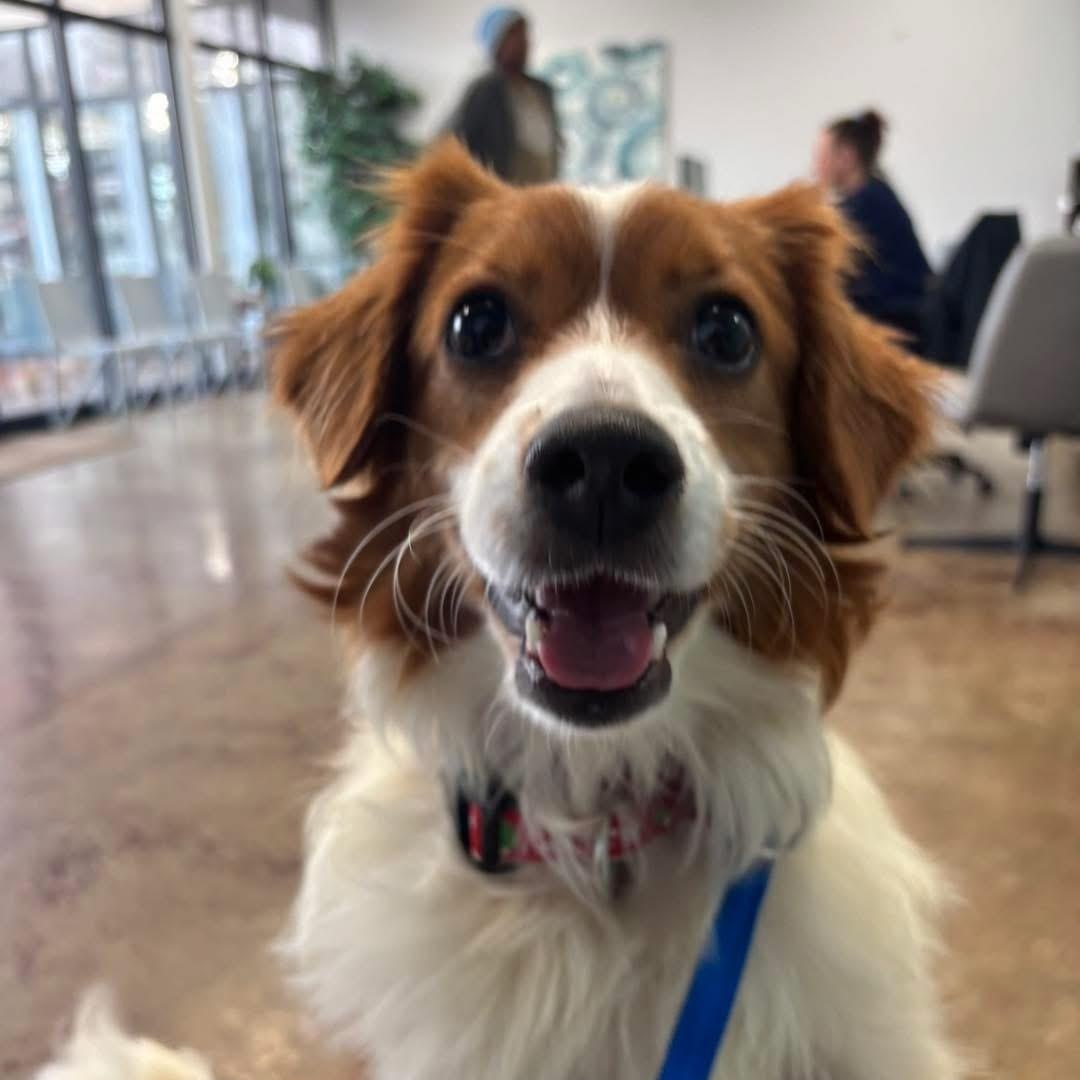 Enlarge Spanky, an adoptable Brittany Spaniel in Grand Haven, MI image 1/3