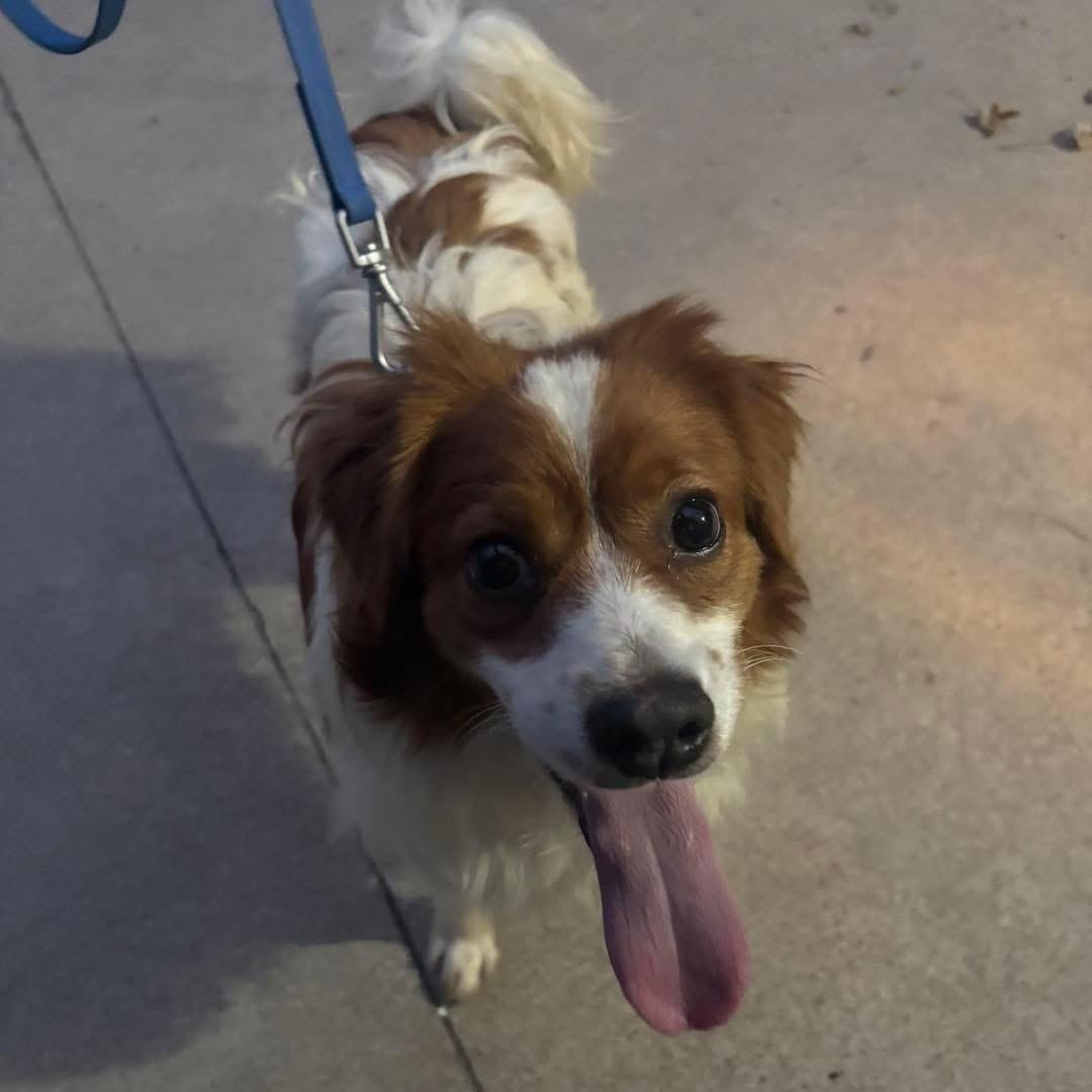 Enlarge Spanky, an adoptable Brittany Spaniel in Grand Haven, MI image 2/3