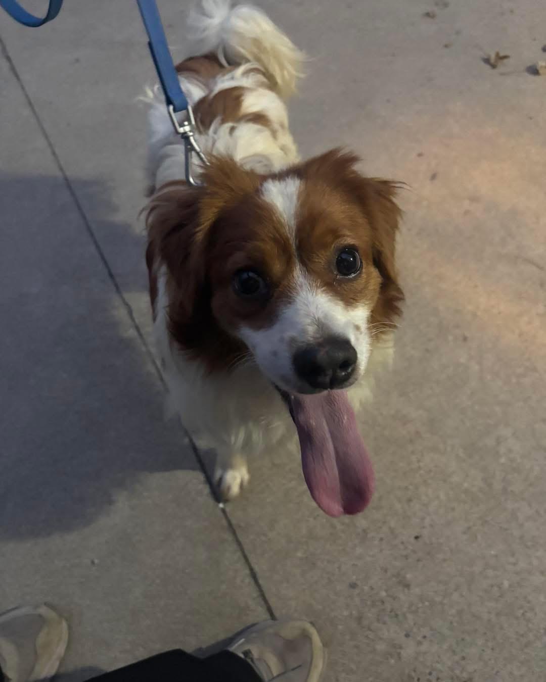 Spanky, Adoptable, Young Male Brittany Spaniel.