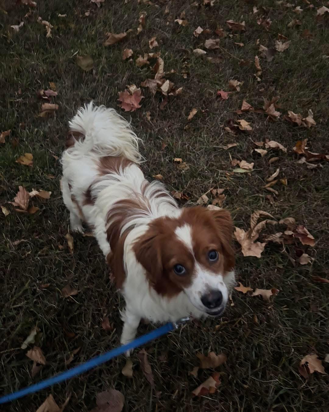 Spanky, a Adoptable Brittany Spaniel in Grand Haven, MI image 2/2