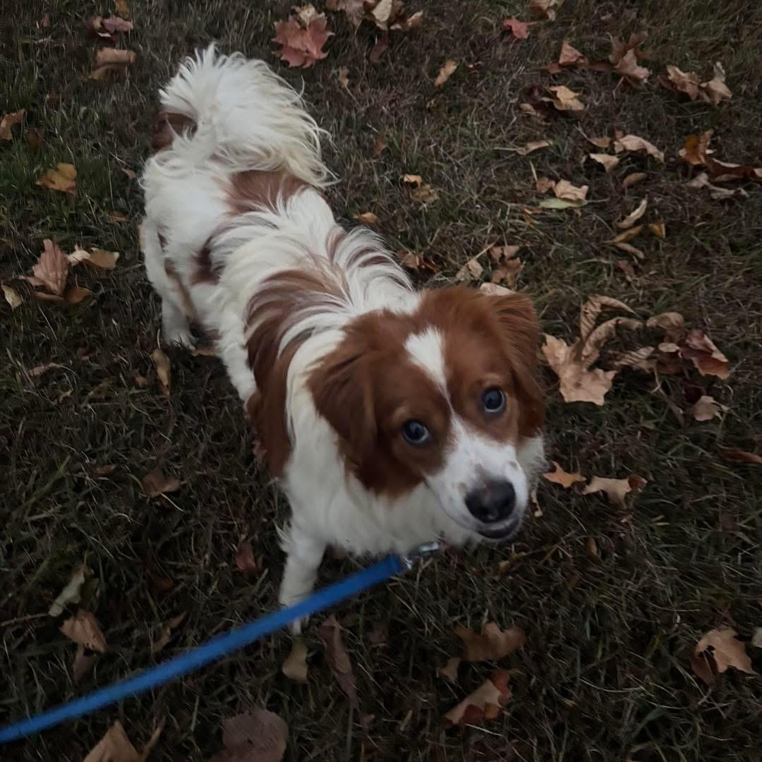 Enlarge Spanky, an adoptable Brittany Spaniel in Grand Haven, MI image 3/3