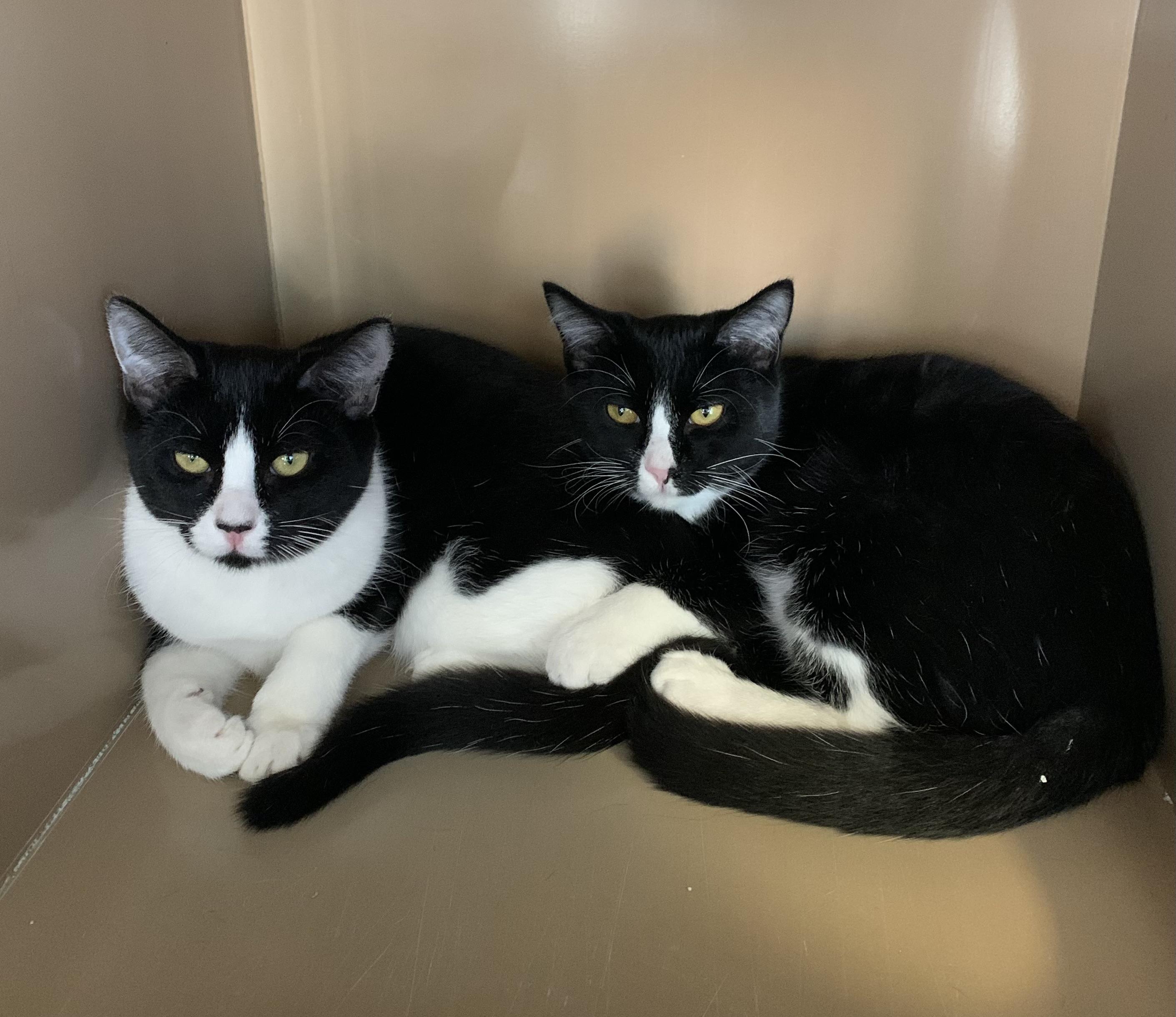 Enlarge Pogo (more black) & Zippy (more white), an adoptable Domestic Short Hair in Bisbee, AZ image 1/1