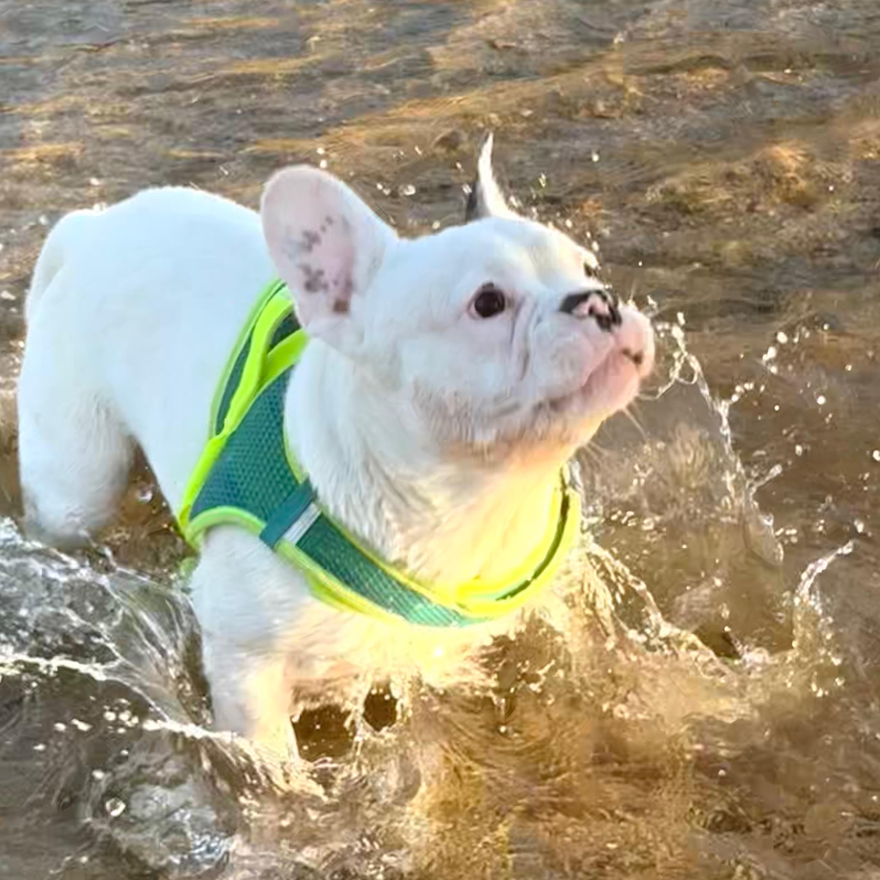 Astro, Adoptable, Young Male French Bulldog.