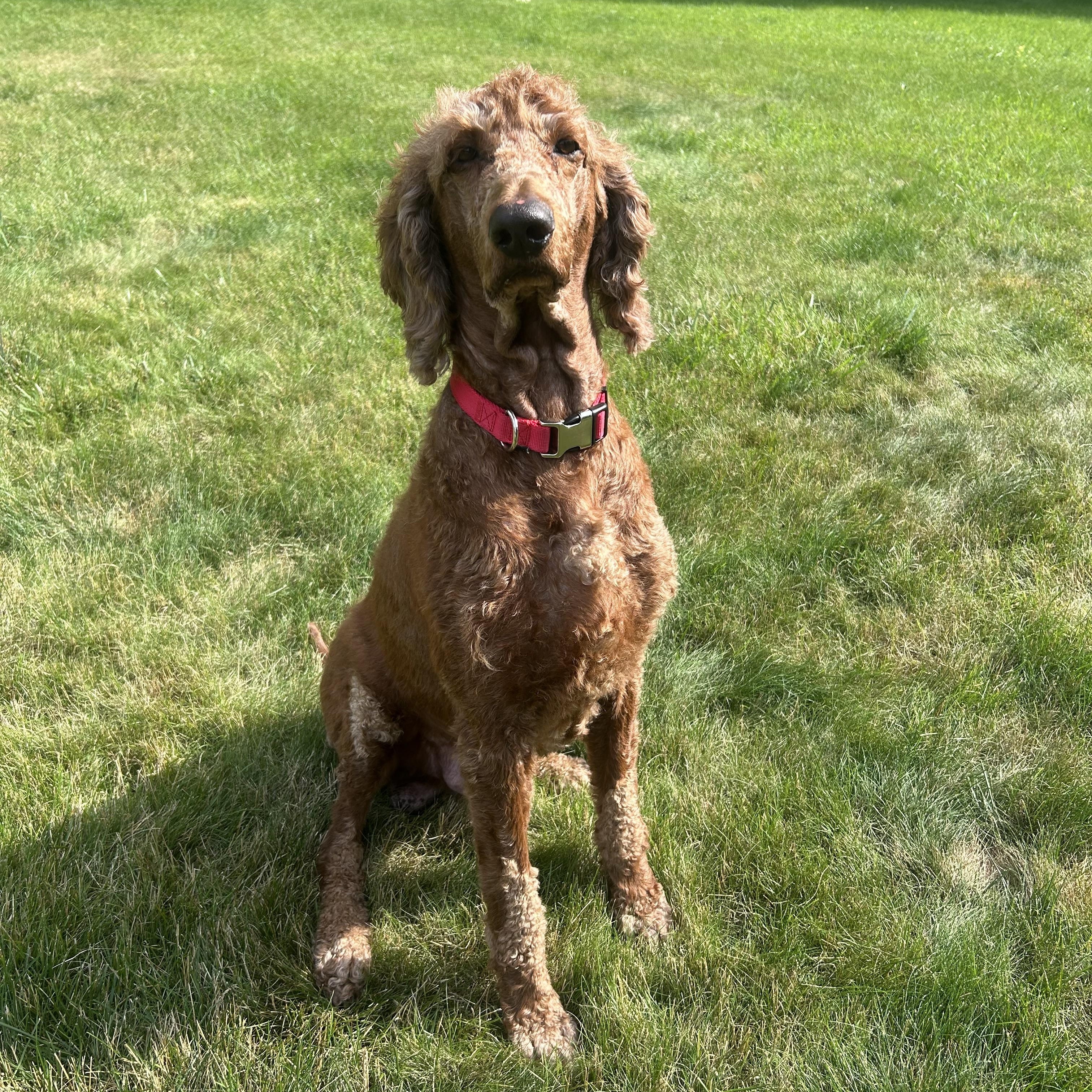 Enlarge Sheldon. ADOPT PENDING, a ADOPTABLE Poodle in Union Grove, WI image 2/2
