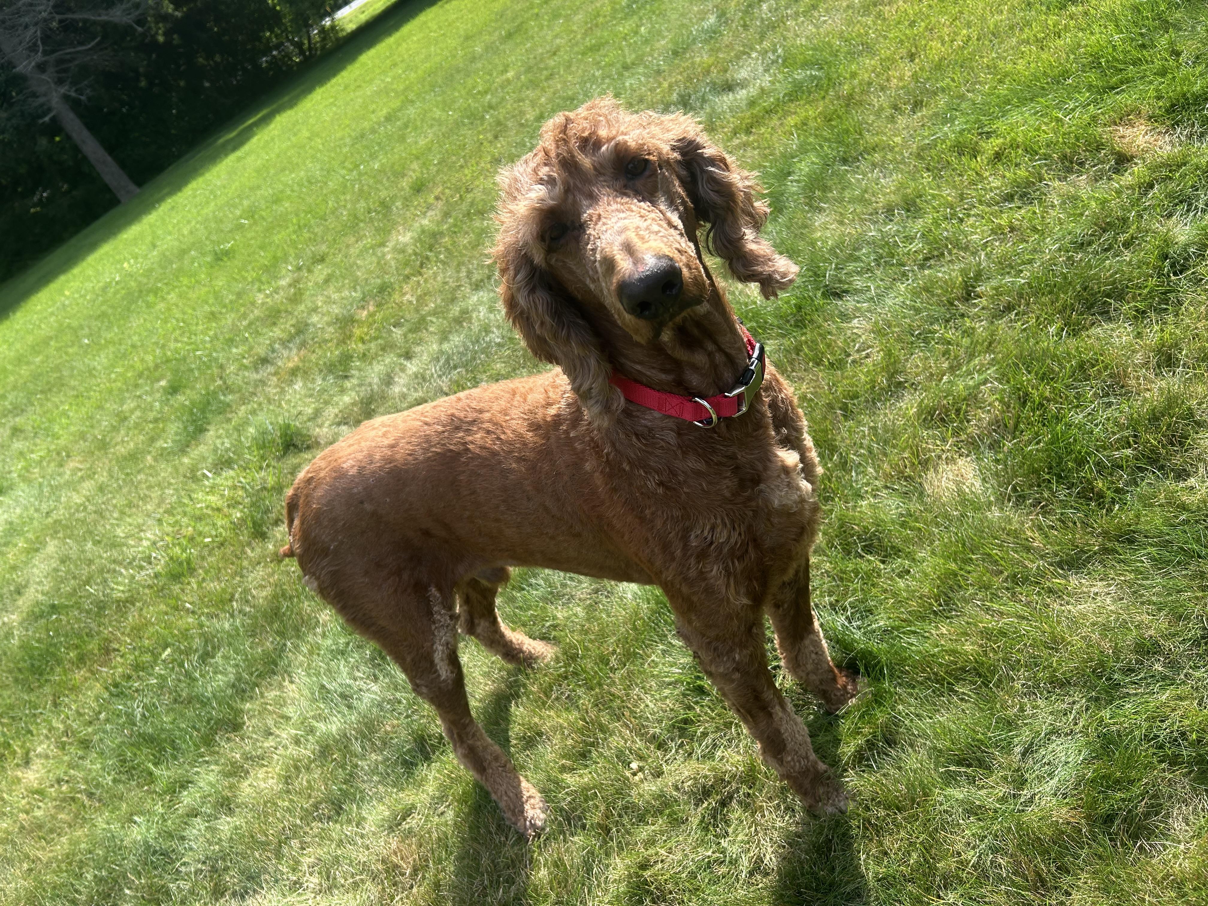 Enlarge Sheldon. ADOPT PENDING, a ADOPTABLE Poodle in Union Grove, WI image 1/2