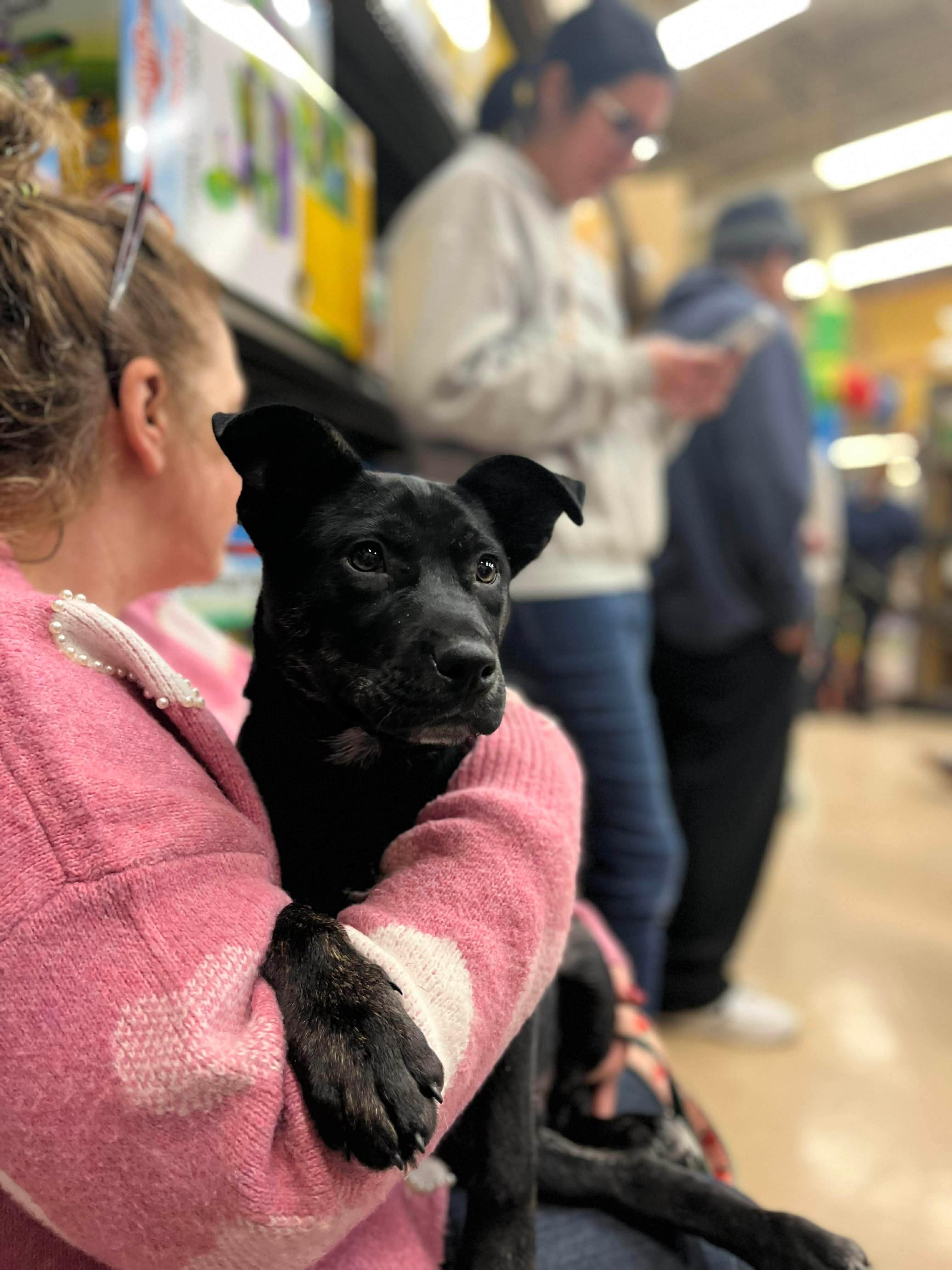 Theo, a Adoptable mixed breed in Acushnet , MA image 2/4