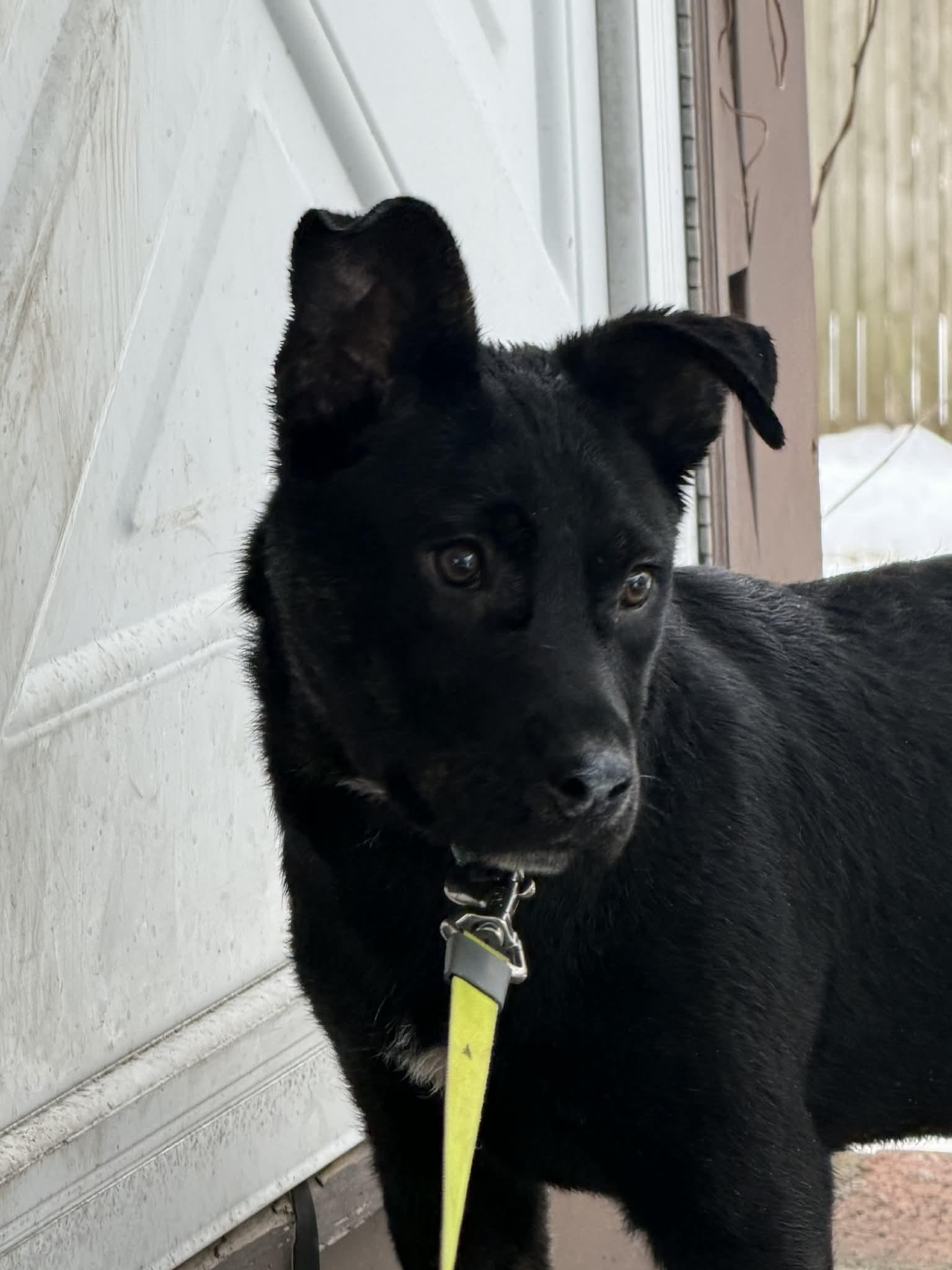 Theo, a Adoptable mixed breed in Acushnet , MA image 4/4