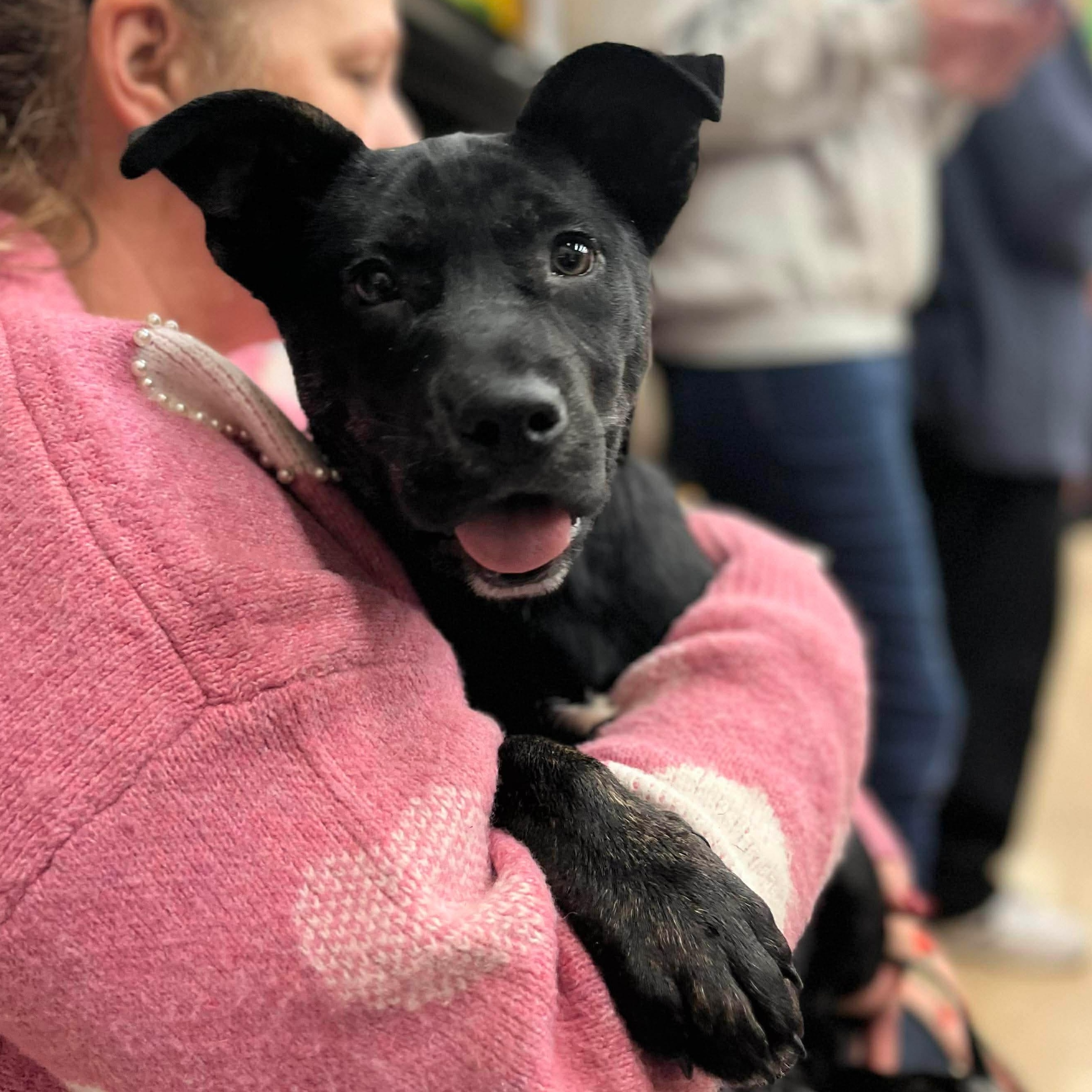 Theo, Adoptable, Puppy Male Labrador Retriever & German Shepherd Dog.