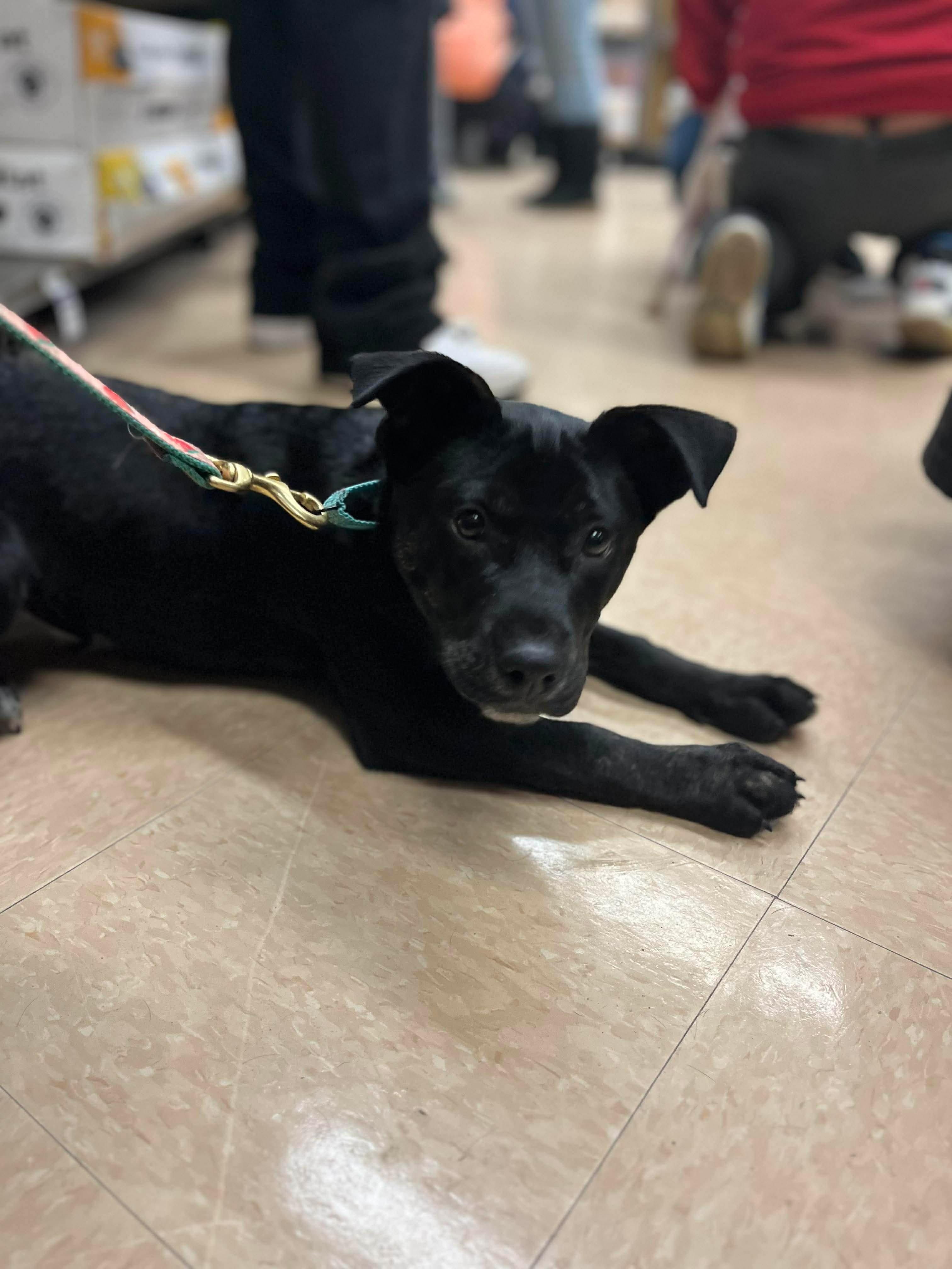 Theo, a Adoptable mixed breed in Acushnet , MA image 3/4