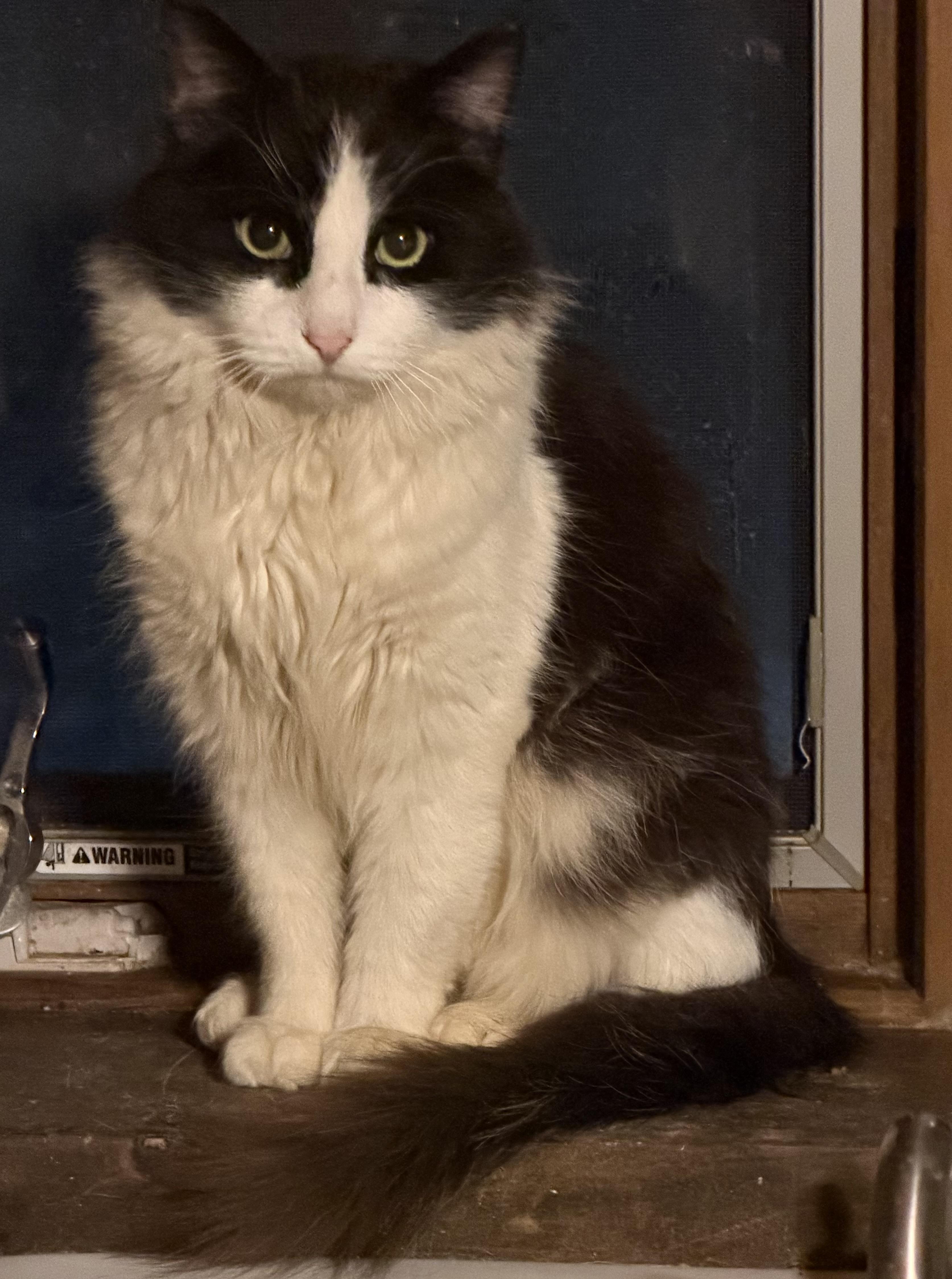 TREVOR, ADOPTABLE, Young Male Maine Coon & Domestic Long Hair.