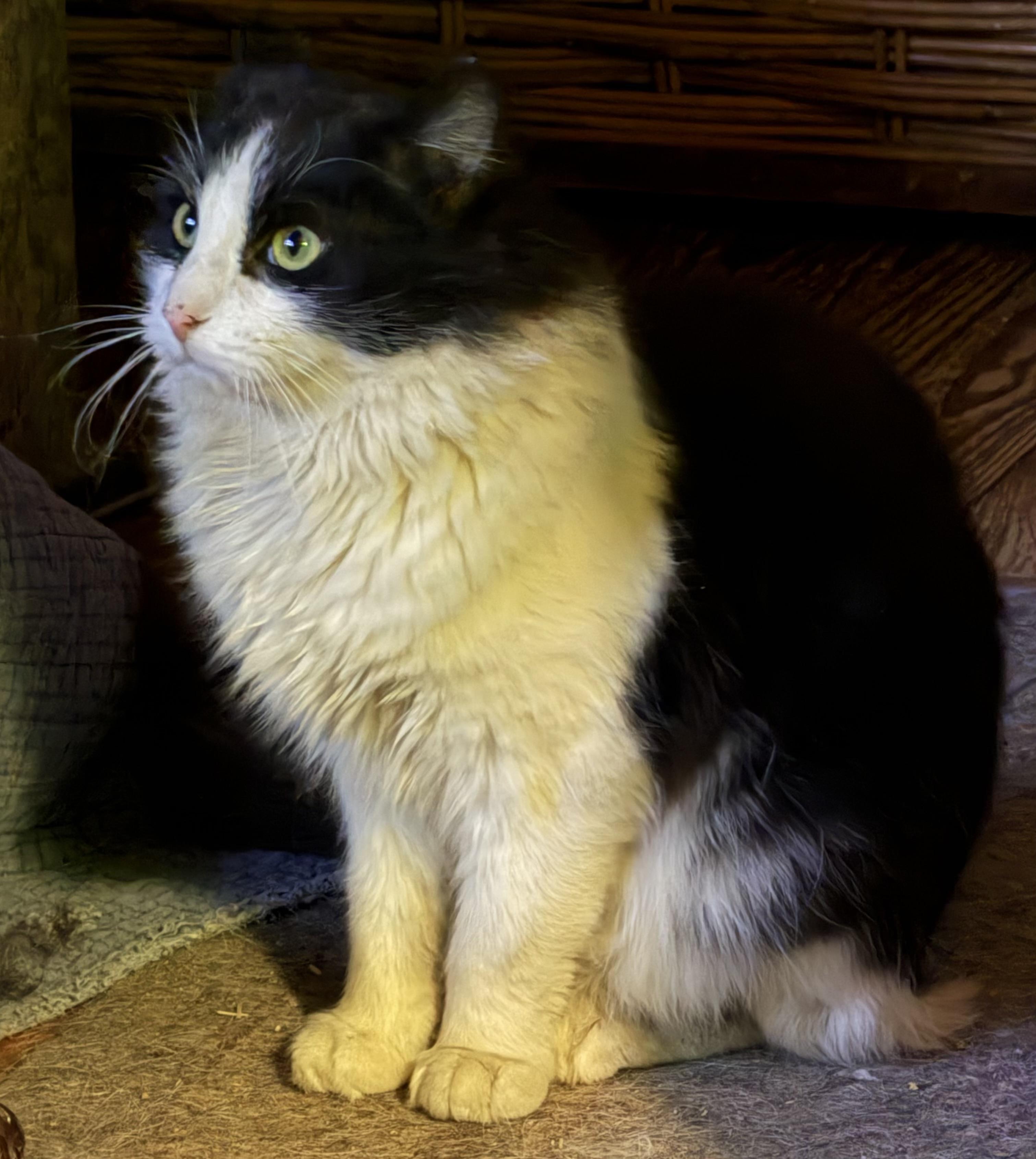 Enlarge TREVOR, a ADOPTABLE mixed breed in Churchville, PA image 2/2