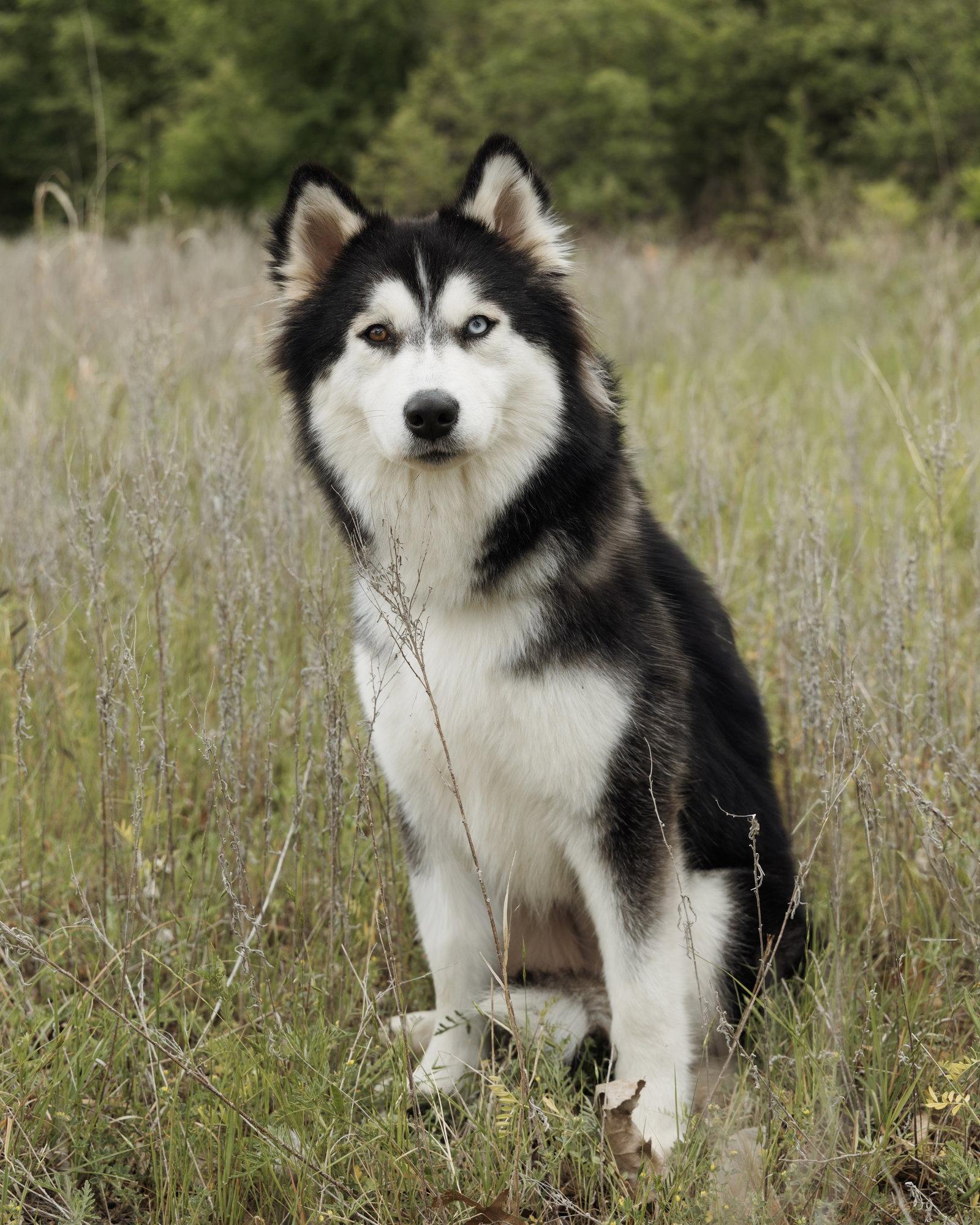 Enlarge Bree *Foster Needed*, a Adoptable Siberian Husky in Carrollton, TX image 1/3