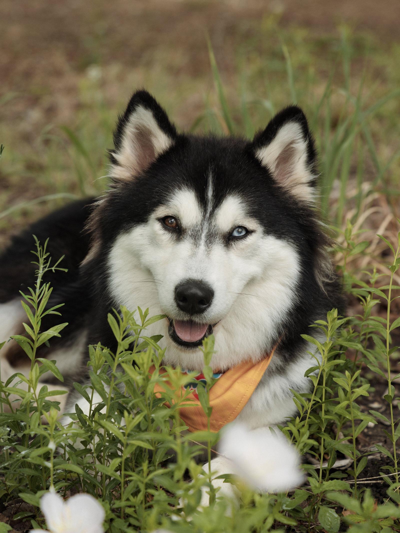 Enlarge Bree *Foster Needed*, a Adoptable Siberian Husky in Carrollton, TX image 2/3