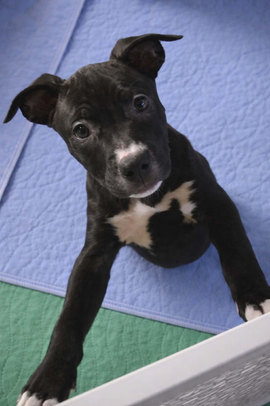 Churro , an adopted Mixed Breed in Kenosha, WI image 3/3