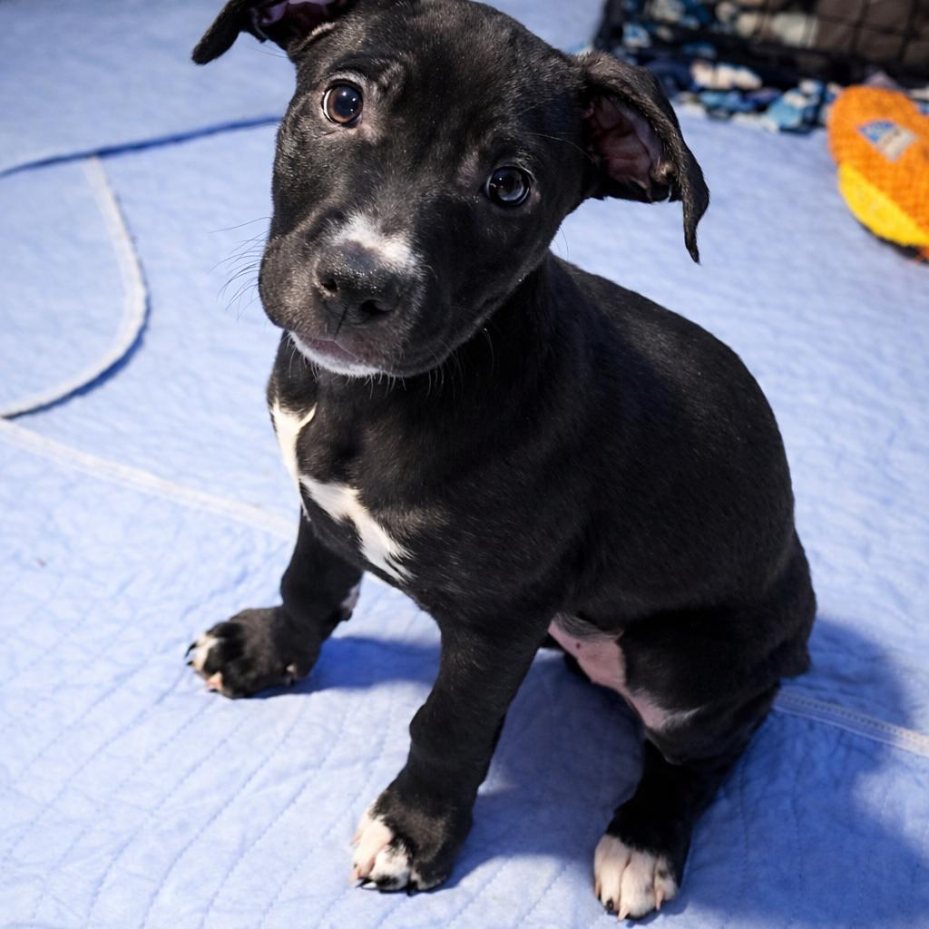 Churro , an adopted Mixed Breed in Kenosha, WI image 1/3