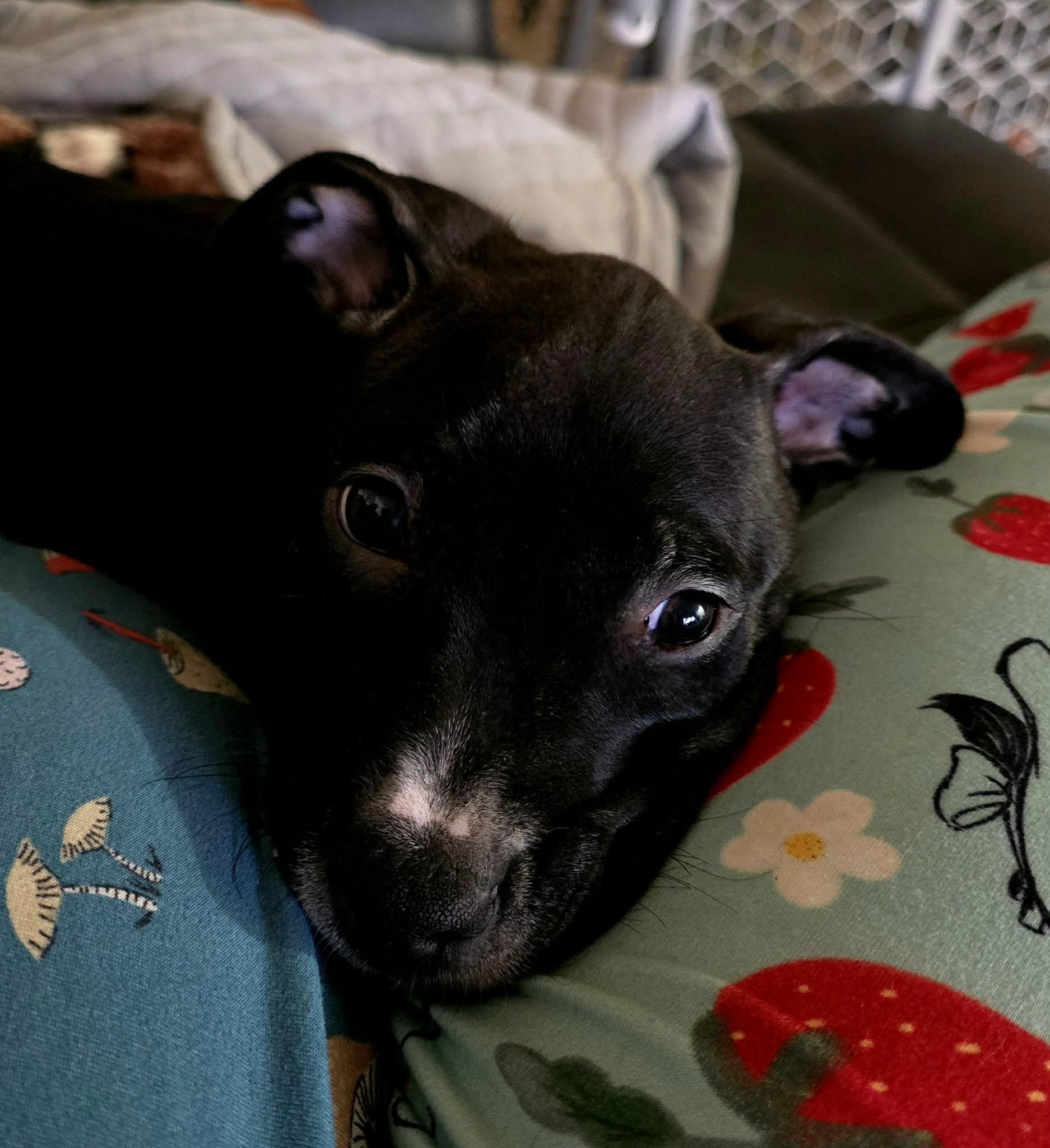 Churro , an adopted Mixed Breed in Kenosha, WI image 2/3