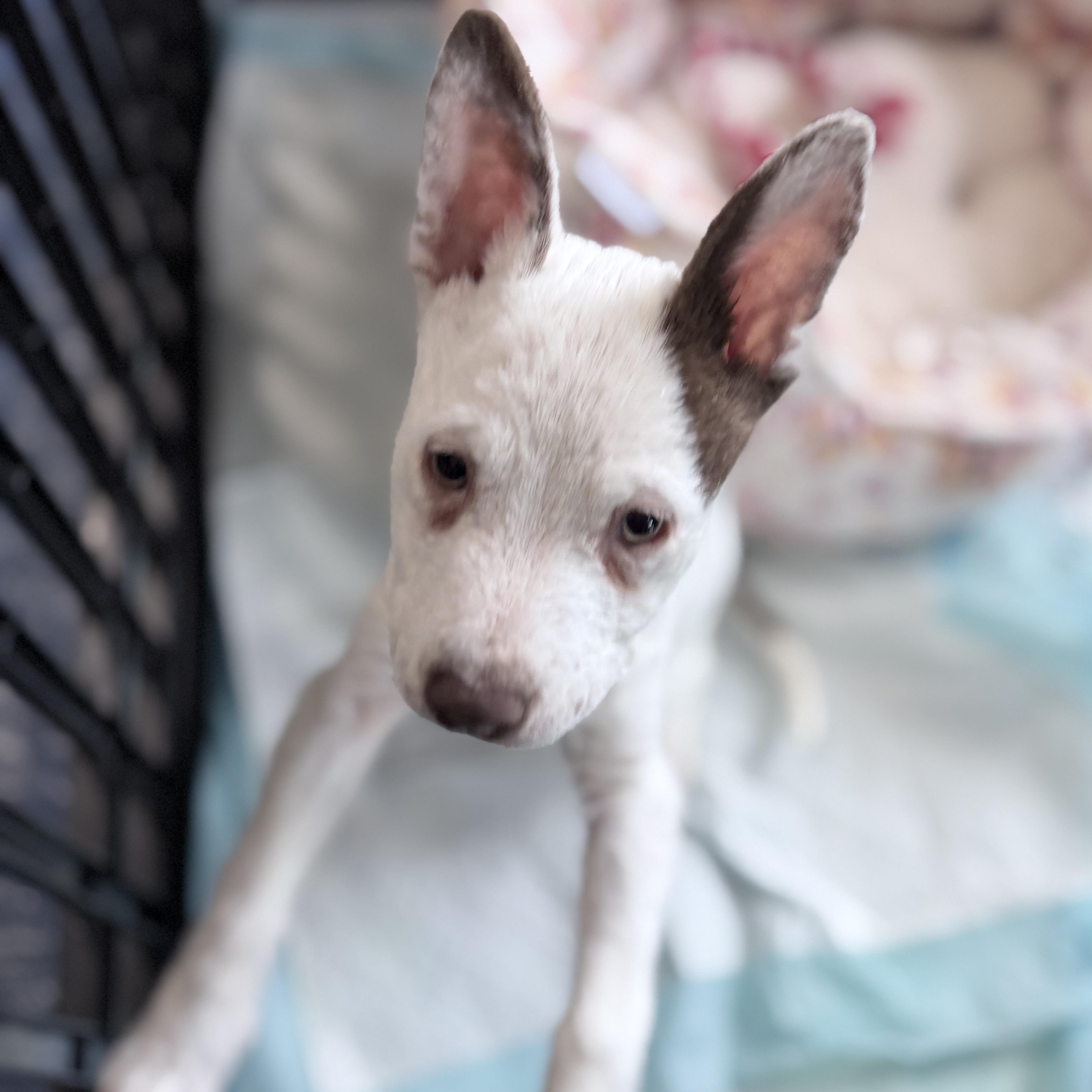 Enlarge Rebel, a ADOPTABLE mixed breed in Ellensburg, WA image 4/5
