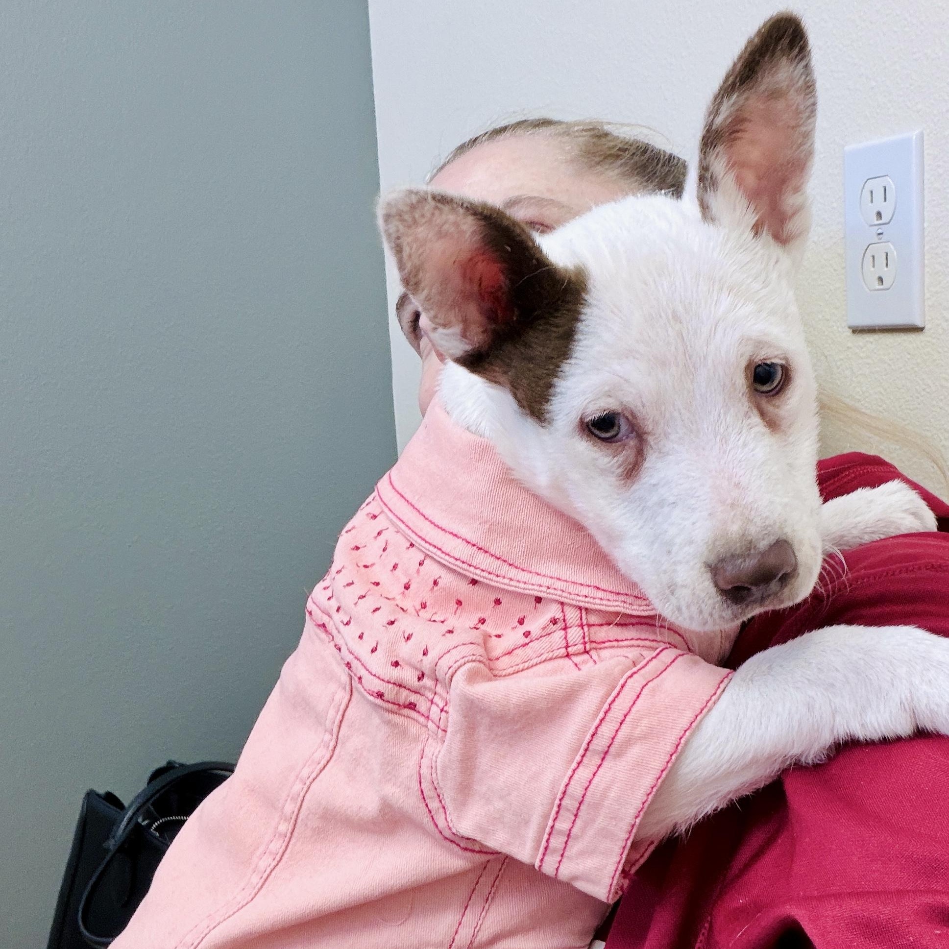 Rebel, ADOPTABLE, Puppy Female Jack Russell Terrier.