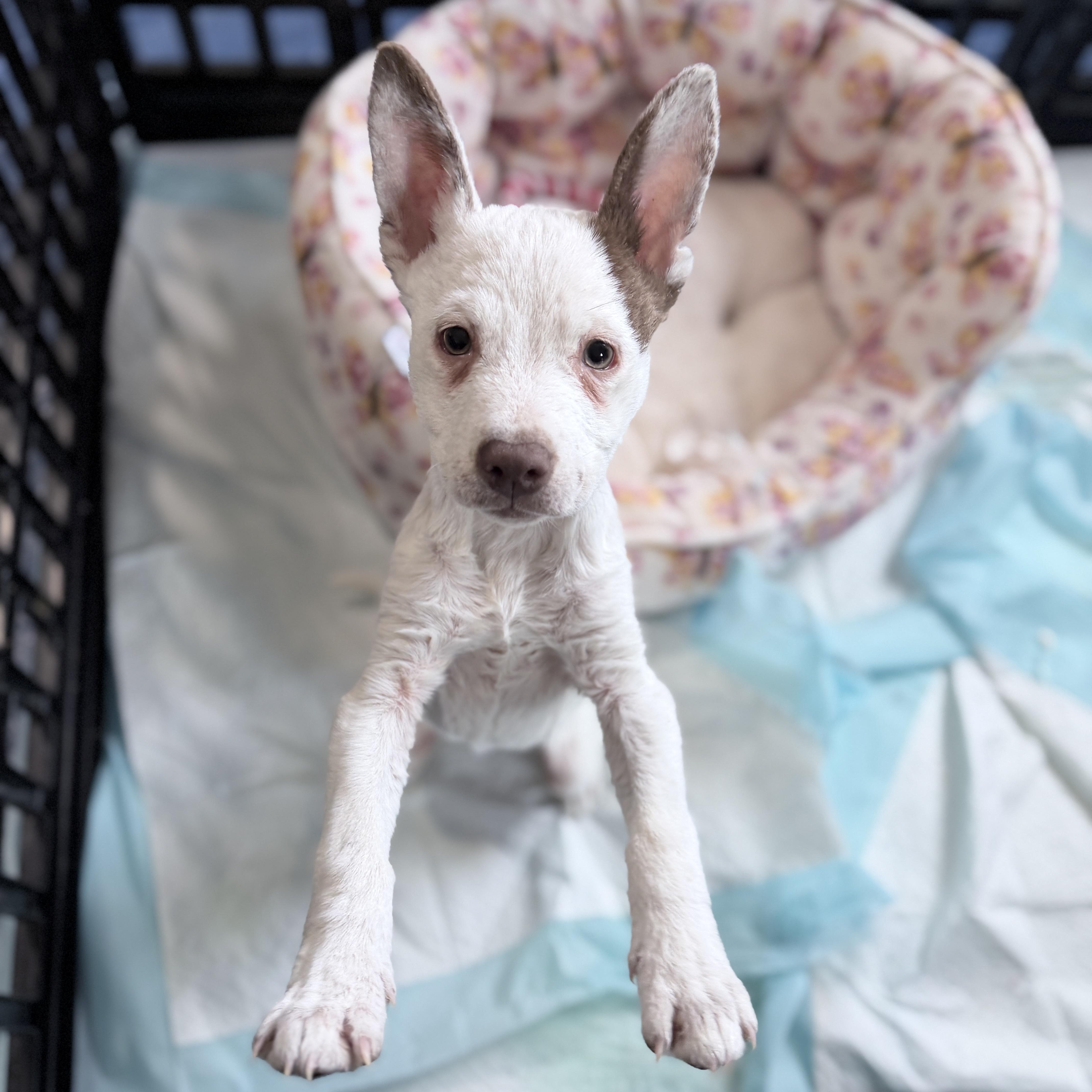 Enlarge Rebel, a ADOPTABLE mixed breed in Ellensburg, WA image 2/5