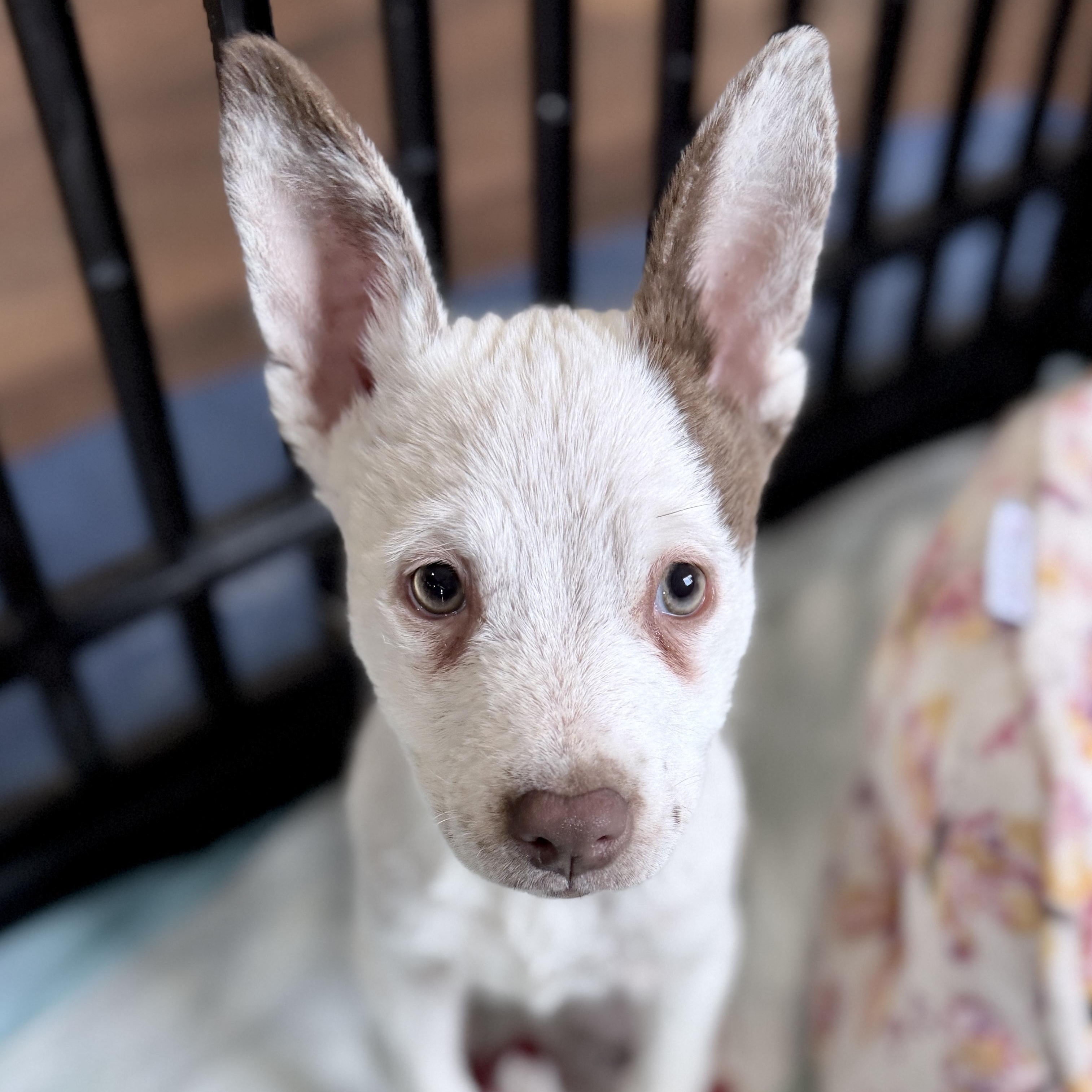 Enlarge Rebel, a ADOPTABLE mixed breed in Ellensburg, WA image 5/5