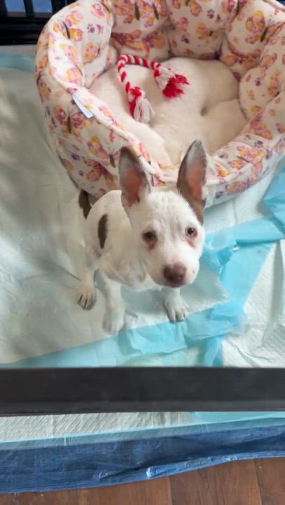 Enlarge Rebel, a ADOPTABLE mixed breed in Ellensburg, WA video 3/5