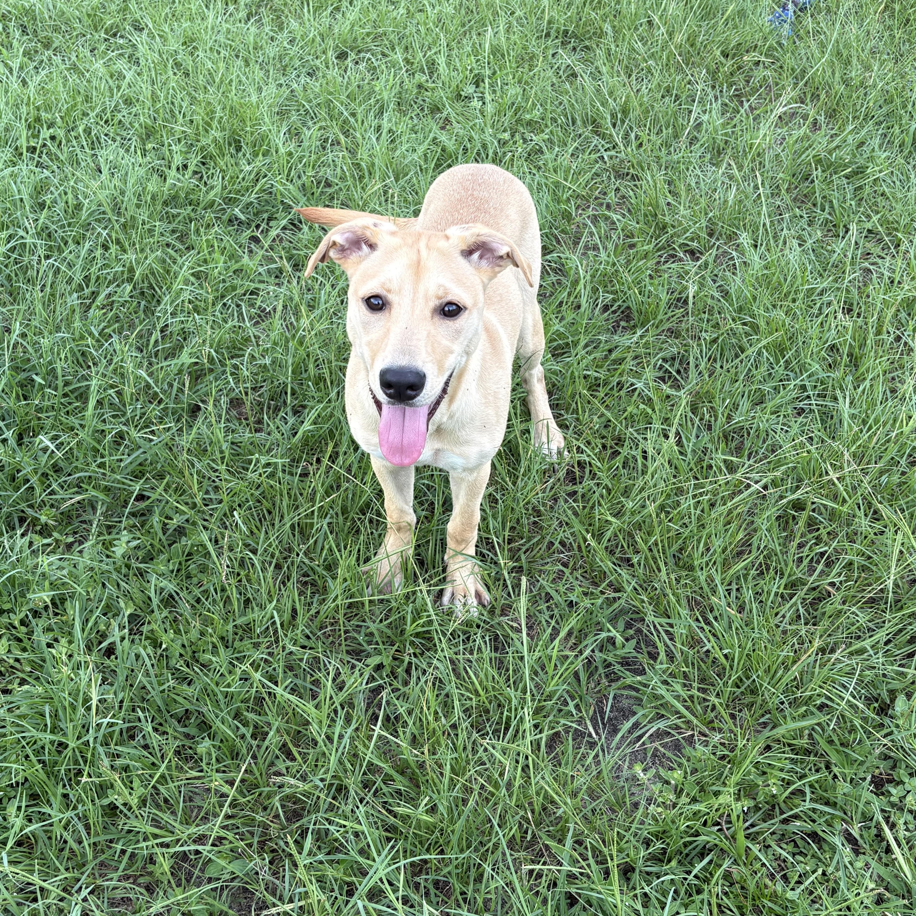 Enlarge Bella, a ADOPTABLE mixed breed in Valdosta, GA image 1/3