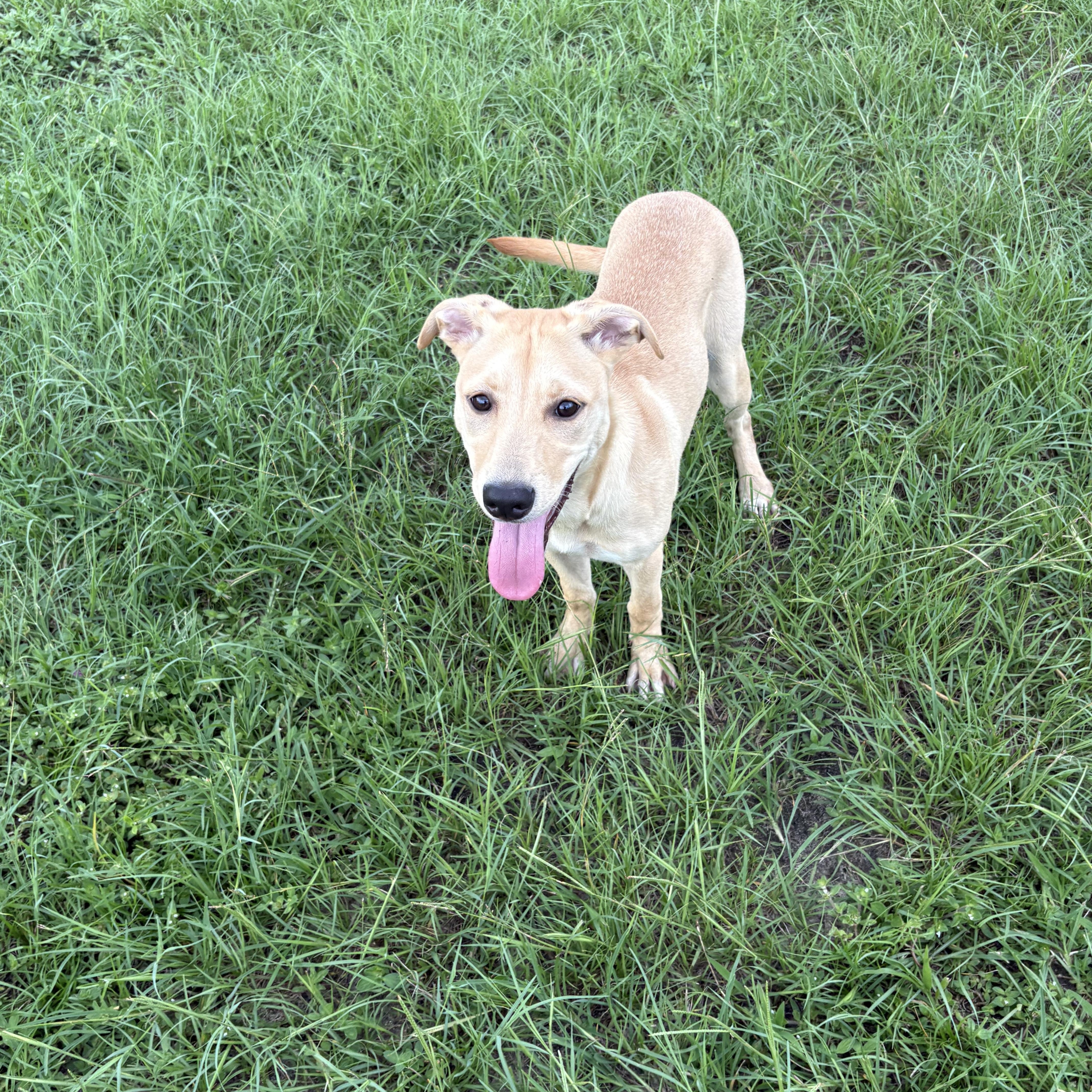 Enlarge Bella, a ADOPTABLE mixed breed in Valdosta, GA image 2/3