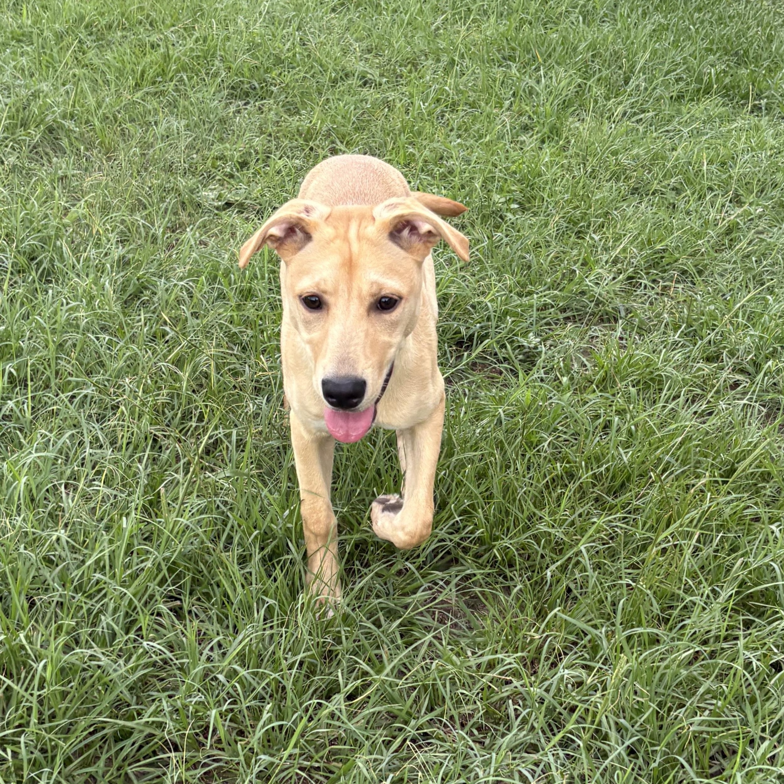 Enlarge Bella, a ADOPTABLE mixed breed in Valdosta, GA image 3/3