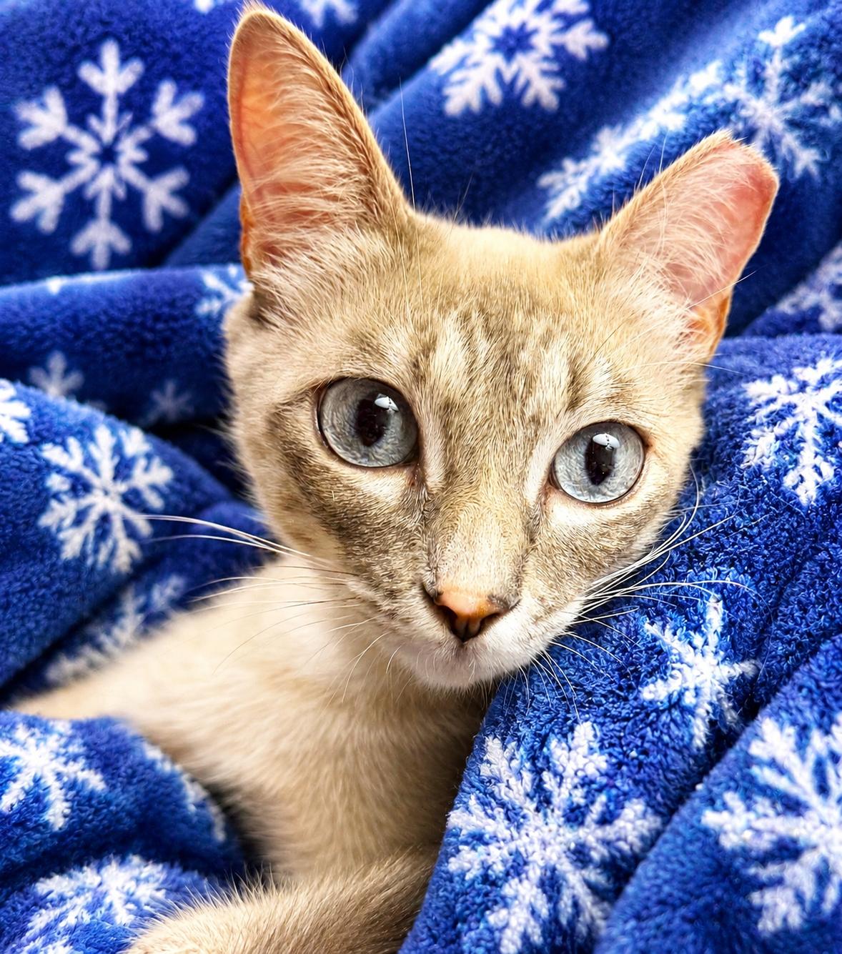 Lilac, a ADOPTABLE mixed breed in Austin, TX image 2/4