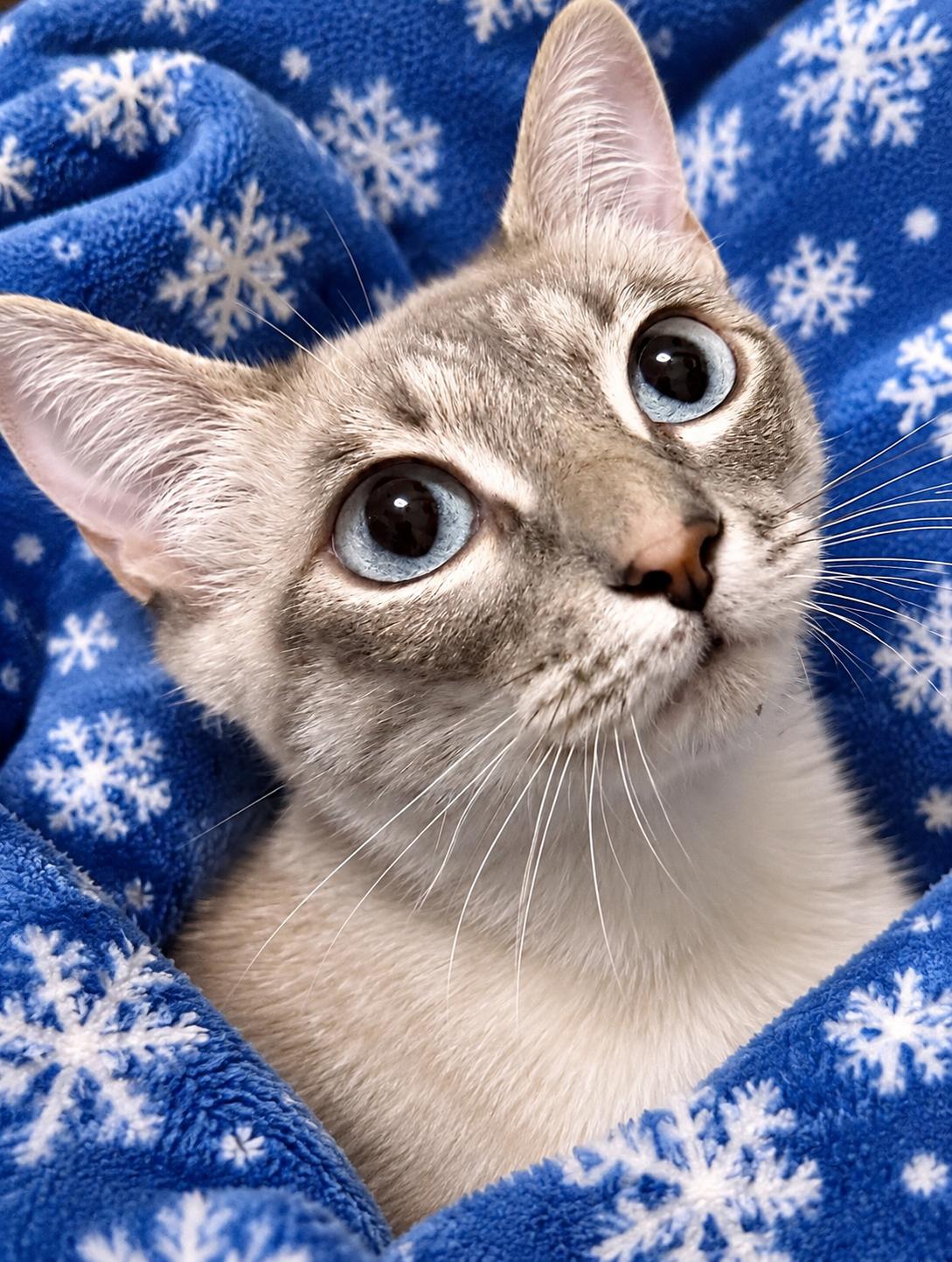 Lilac, a ADOPTABLE mixed breed in Austin, TX image 3/4