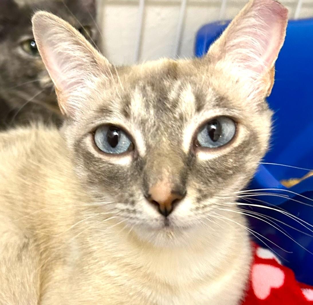 Lilac, ADOPTABLE, Young Female Siamese.
