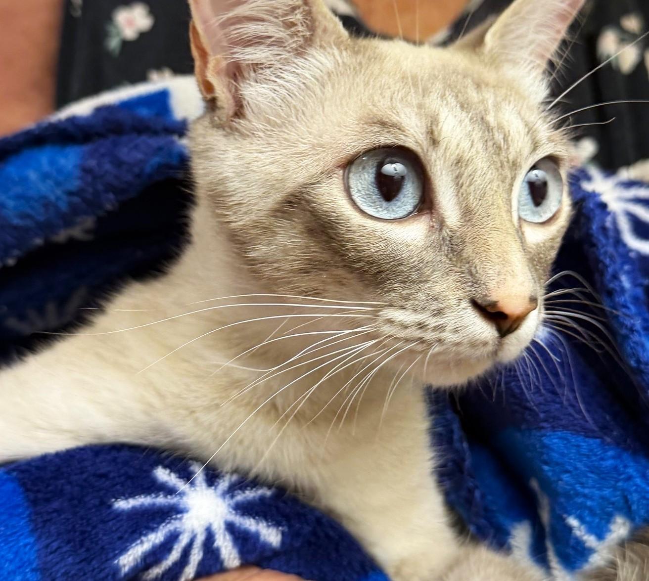 Lilac, a ADOPTABLE mixed breed in Austin, TX image 3/6