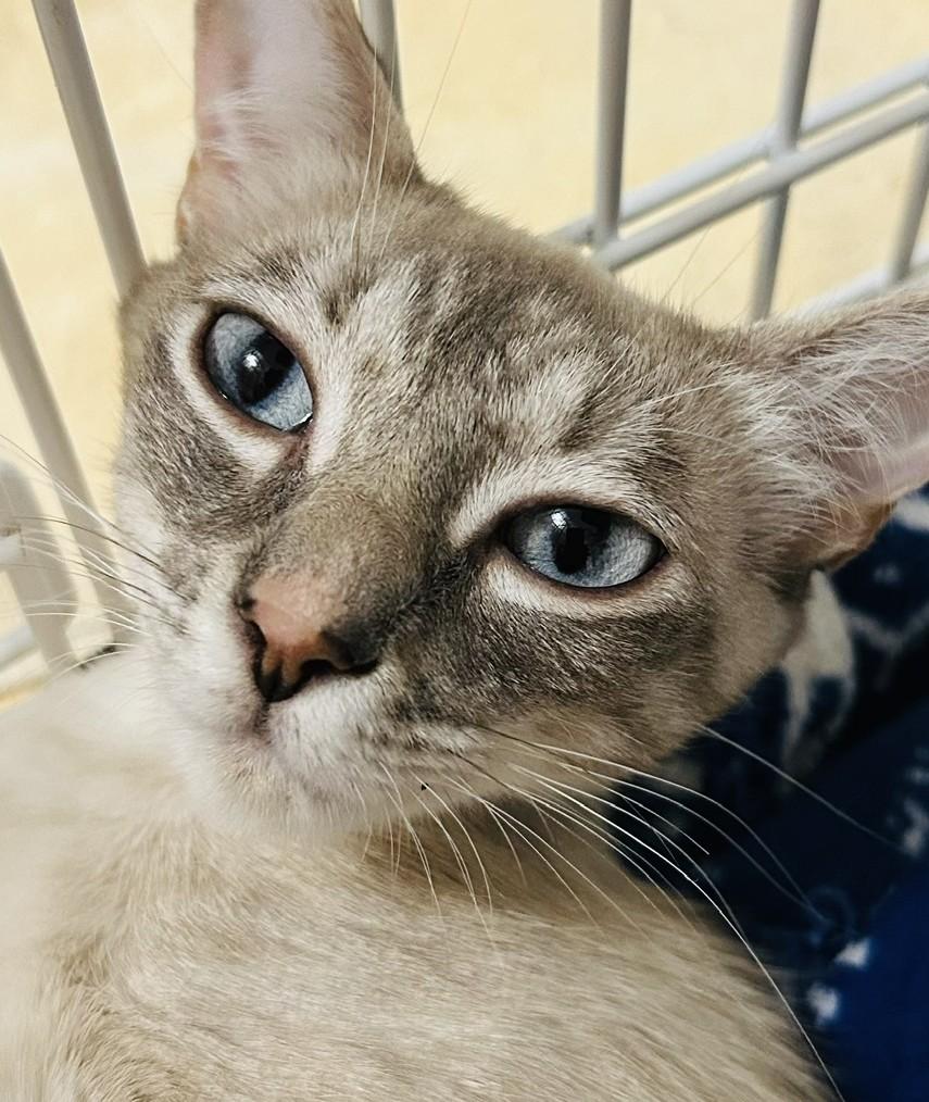 Lilac, a ADOPTABLE mixed breed in Austin, TX image 5/6