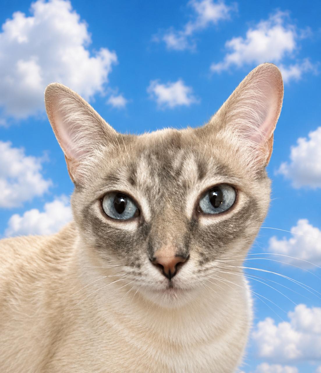 Lilac, ADOPTABLE, Young Female Siamese.