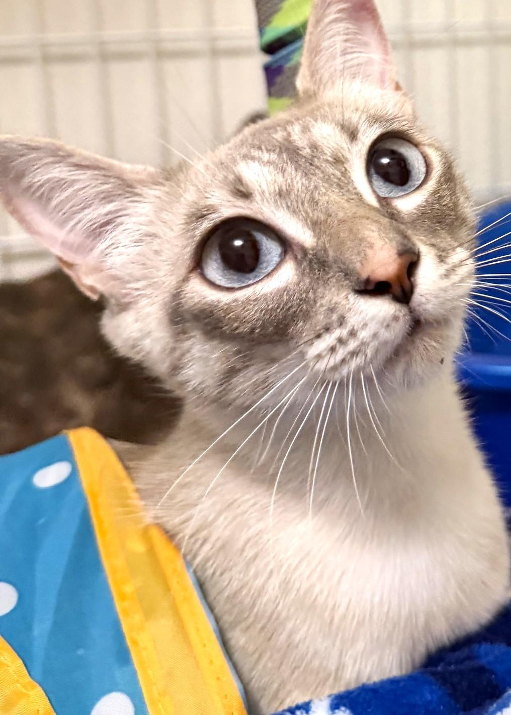 Lilac, a ADOPTABLE mixed breed in Austin, TX image 4/6