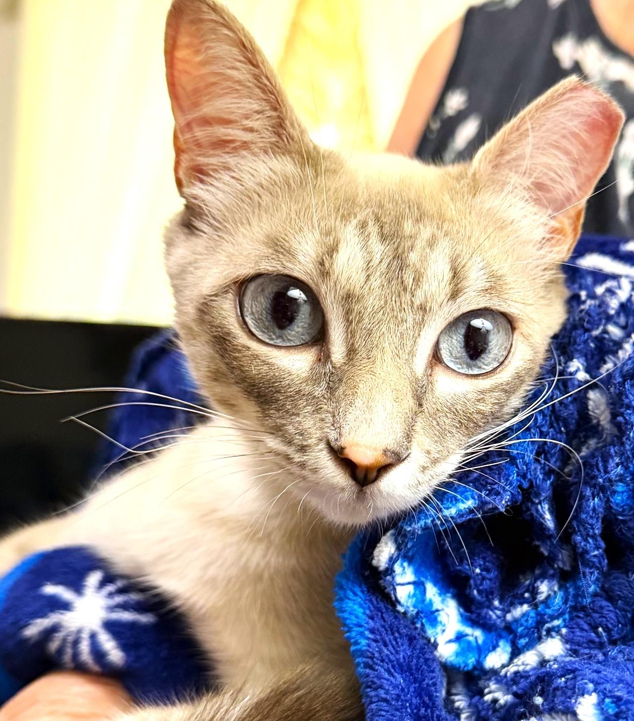 Lilac, a ADOPTABLE mixed breed in Austin, TX image 2/6