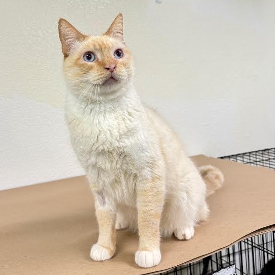 Enlarge Dexter, an adopted Domestic Short Hair in Jackson, CA image 2/2