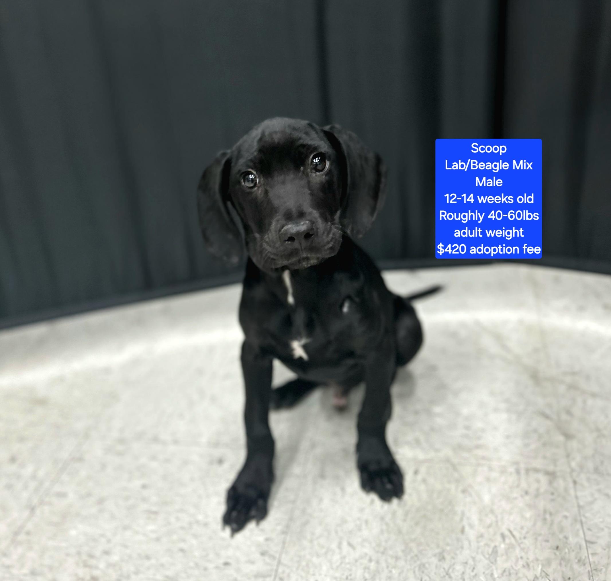 Scoop , ADOPTABLE, Puppy Male Labrador Retriever & Beagle.