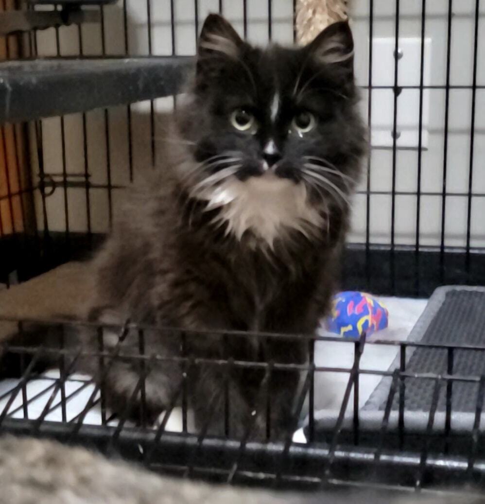 Icie, a Adoptable mixed breed in Omaha, NE image 2/12