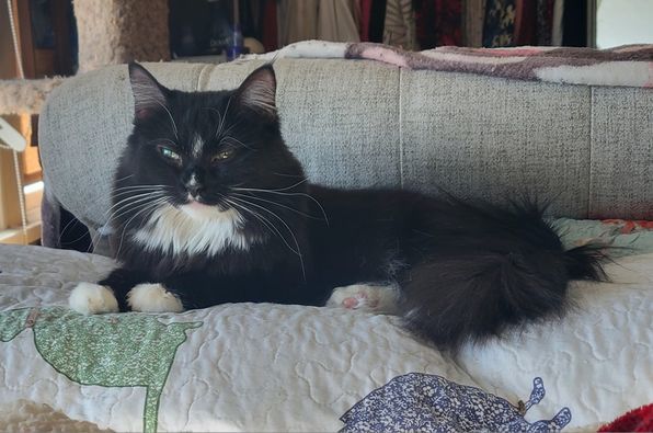 Icie, a Adoptable mixed breed in Omaha, NE image 4/12